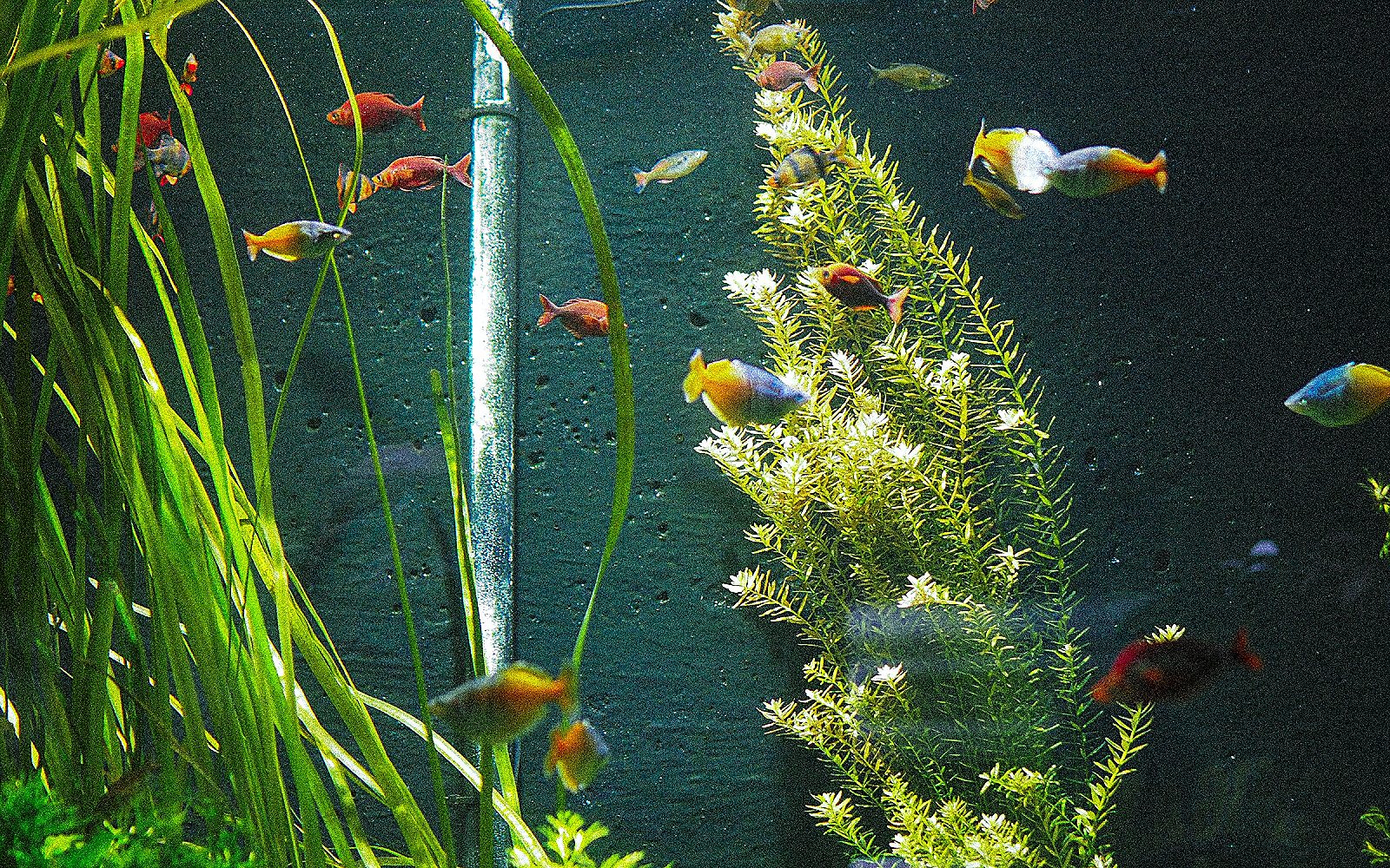 Peces para principiantes: los que perdonan más errores