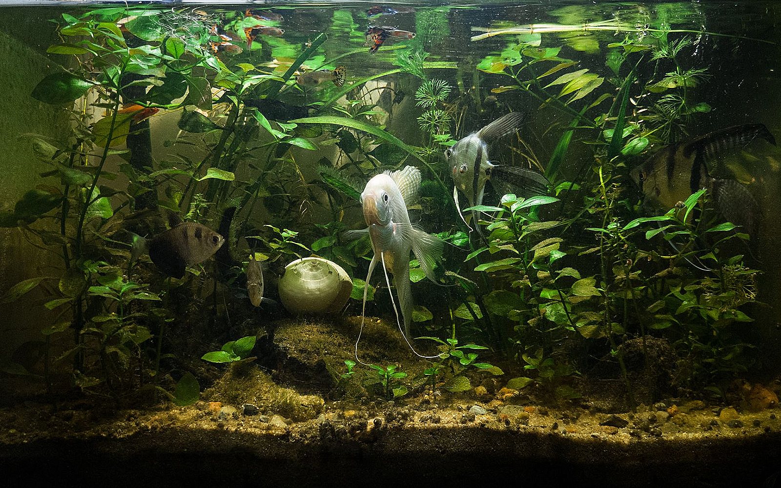 Acuario de agua dulce bien mantenido, con plantas y peces tropicales