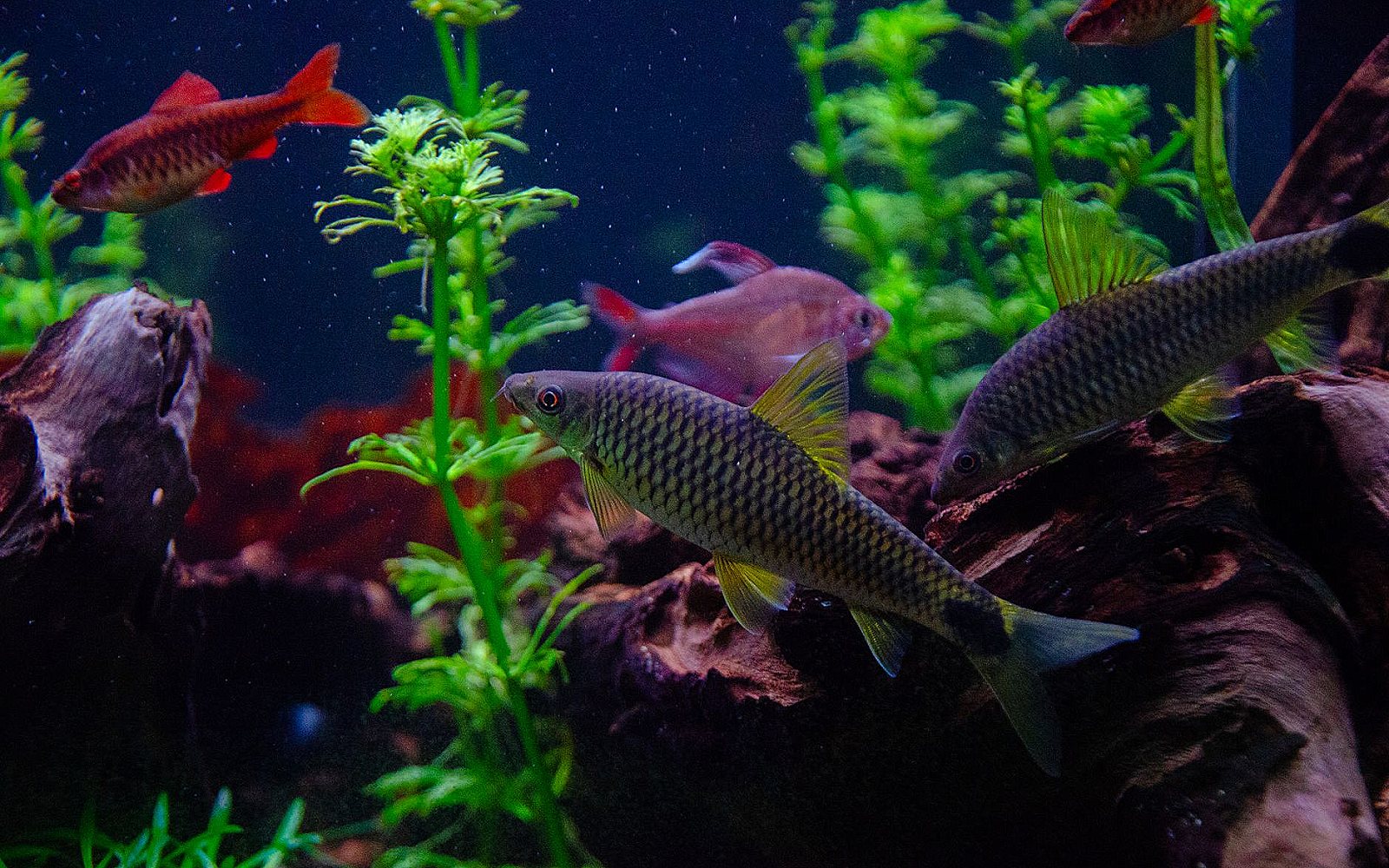 Peces y acuarios