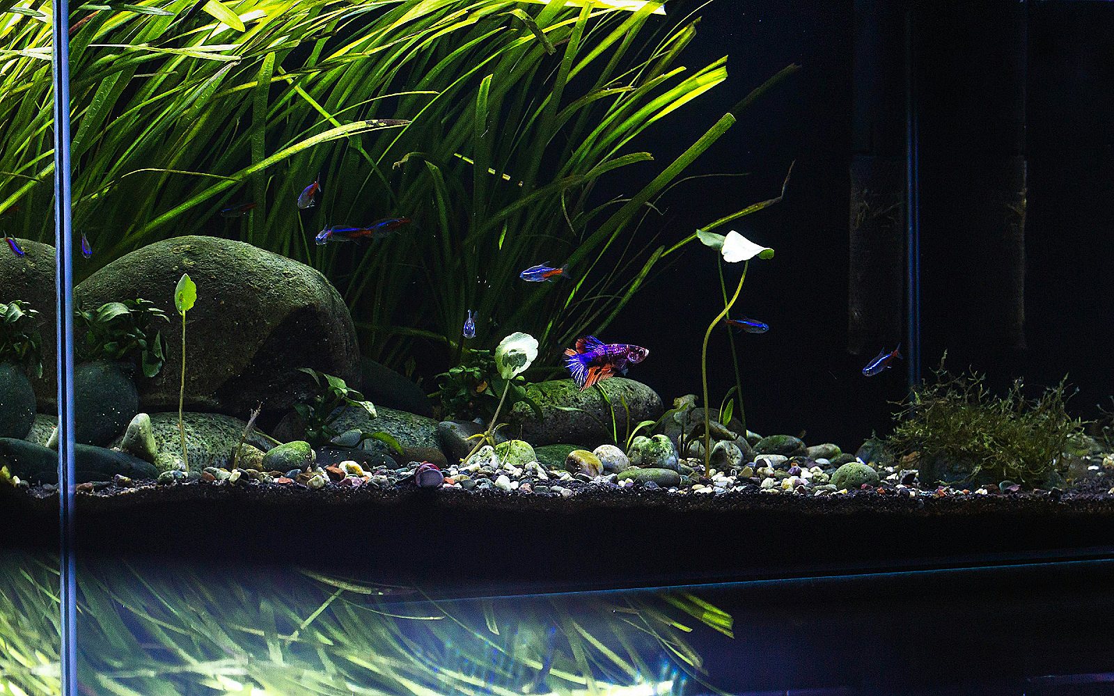 Acuario lleno de plantas y rocas vistas a través del cristal