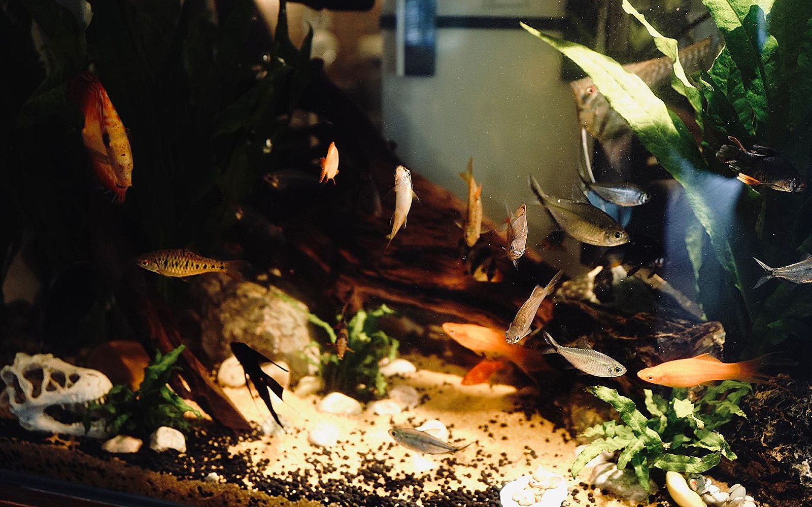 Cómo montar tu primer acuario paso a paso