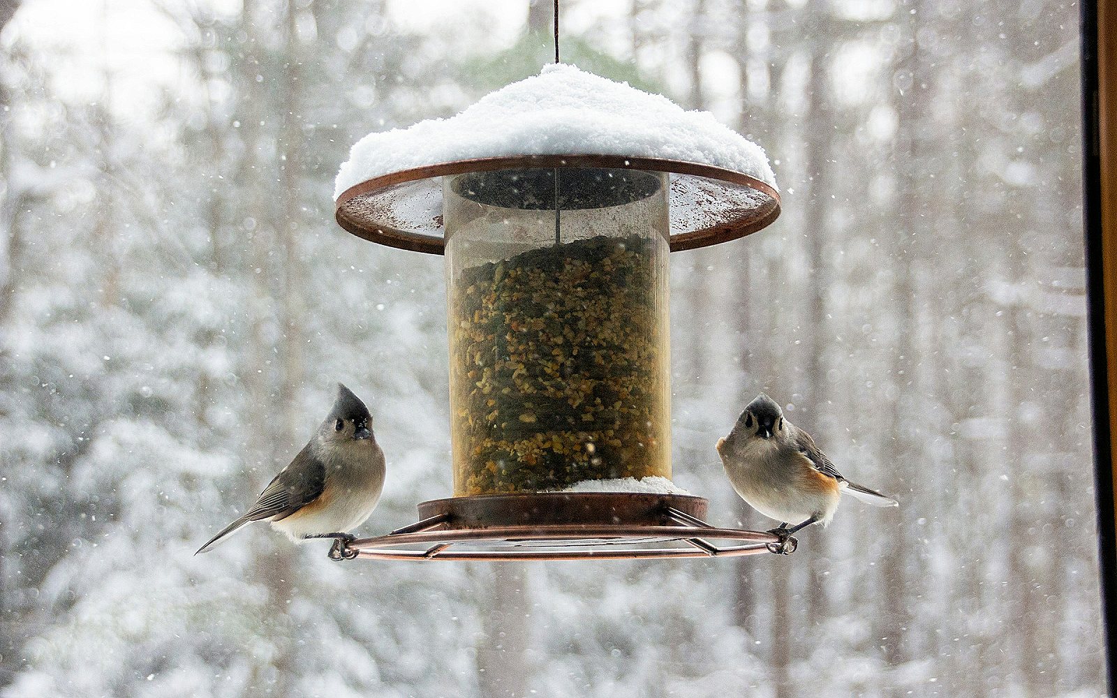 Pájaro gris y blanco posado sobre una mesa de madera junto a un cuenco
