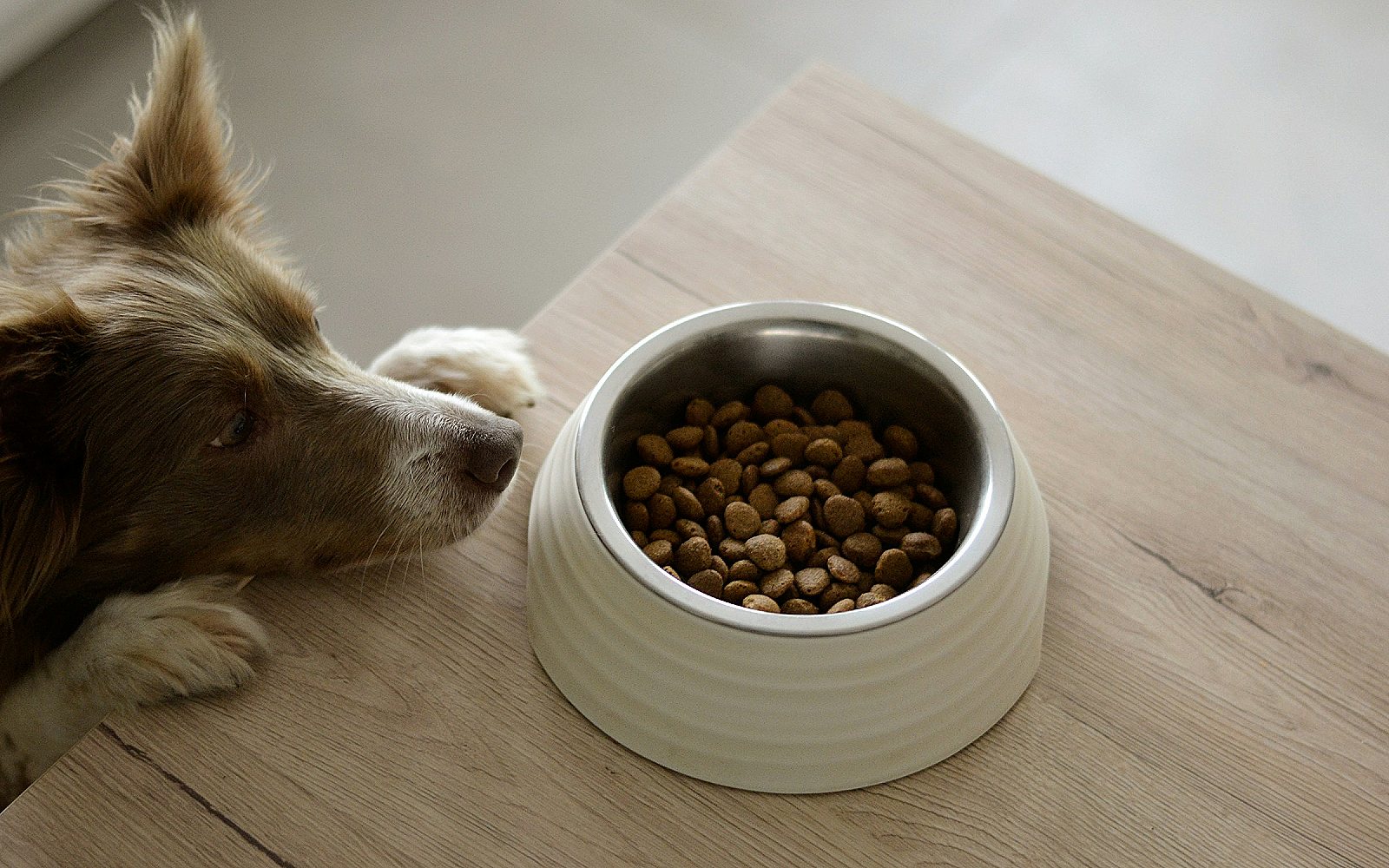 Cómo alimentar a tu perro según su edad