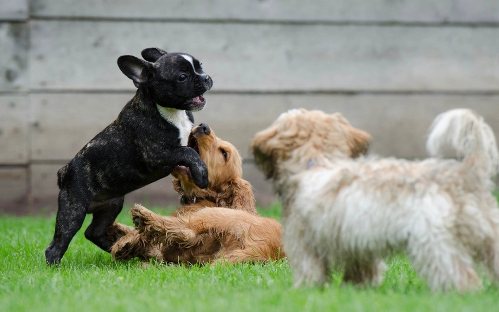 Cachorro de perro jugando con un juguete de cuerda