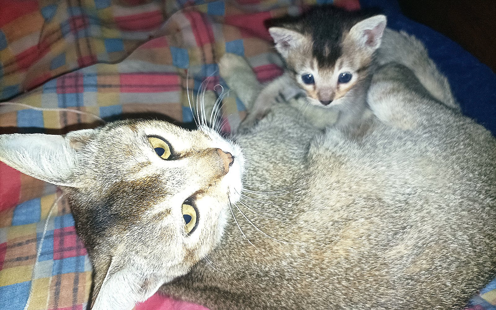 Cachorros de gato junto a su madre