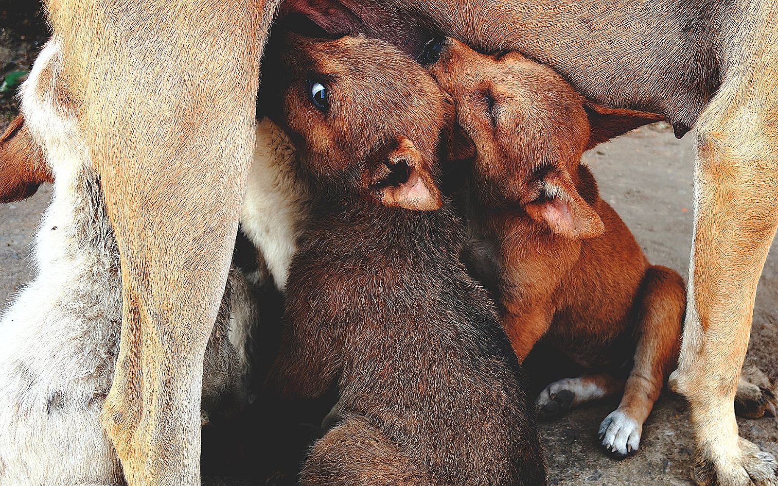 Cachorros mamando de su madre