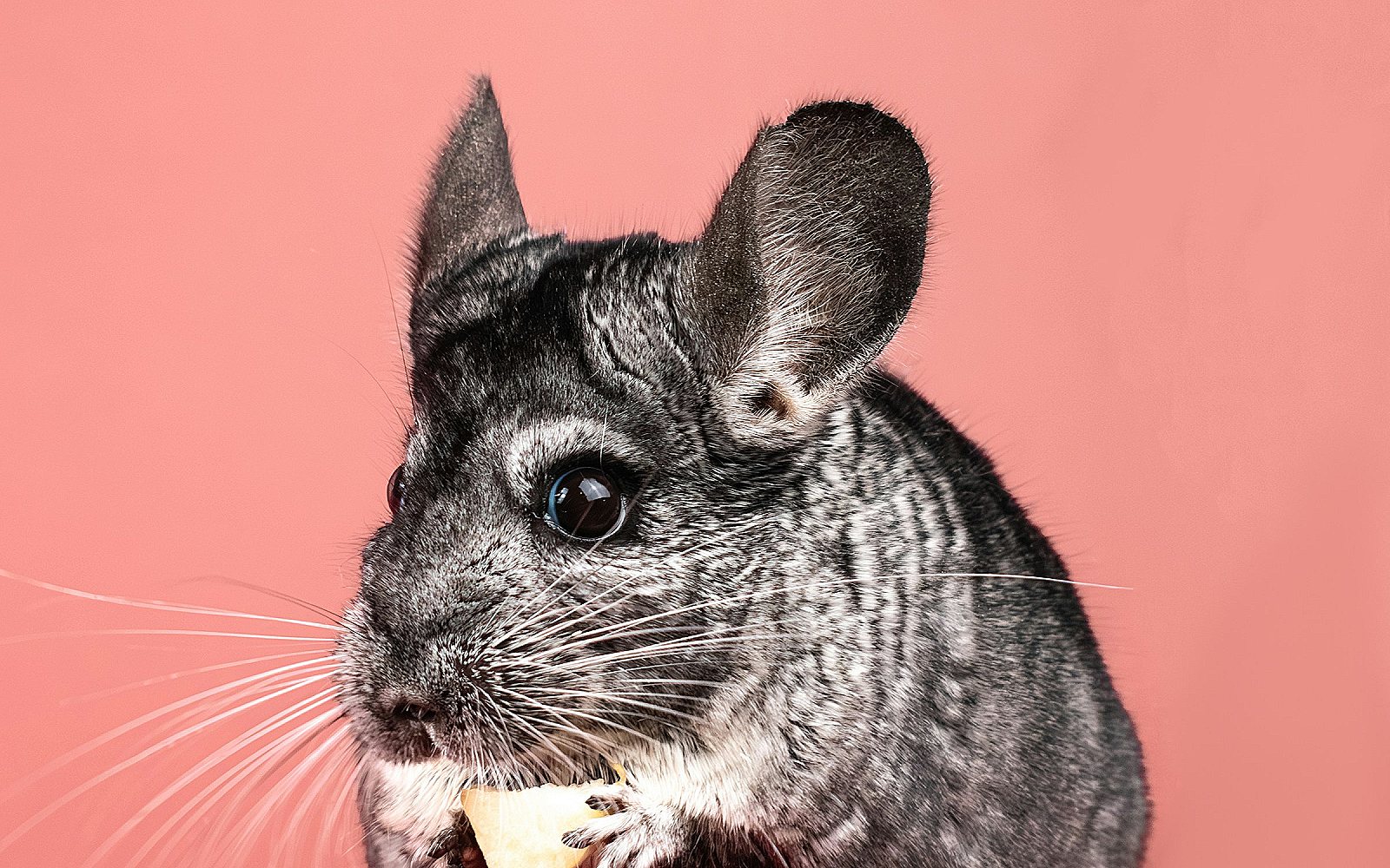 Chinchilla: cuidados básicos en casa