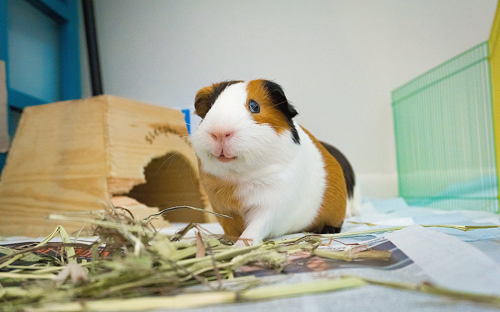 Cobayo comiendo heno dentro de su jaula