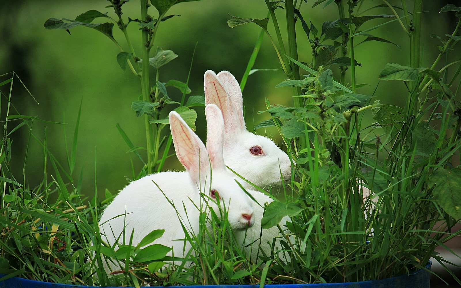 Conejo blanco sentado sobre la hierba verde a la luz del día