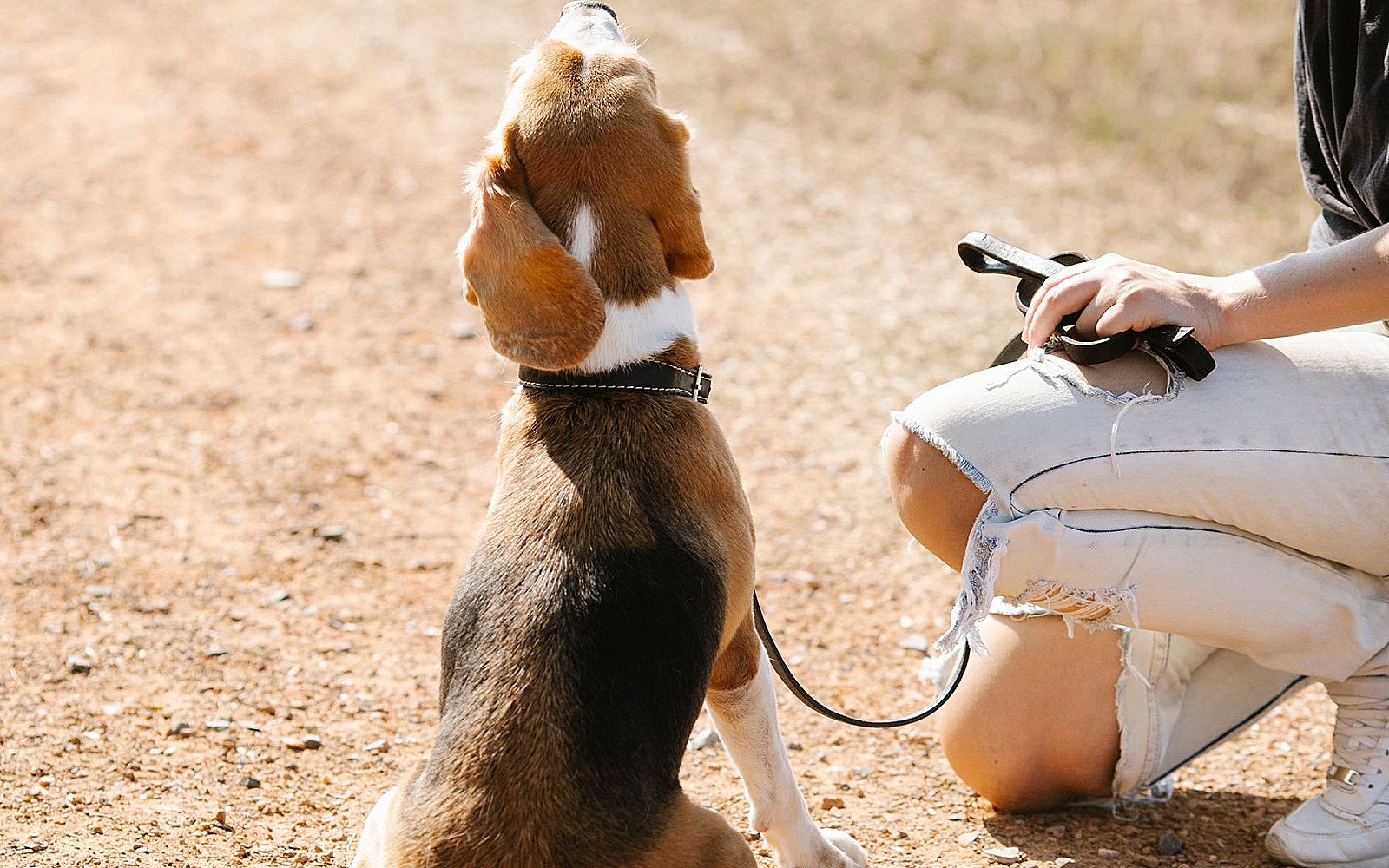 Perro beagle sentado y muy atento junto a su dueña durante el entrenamiento