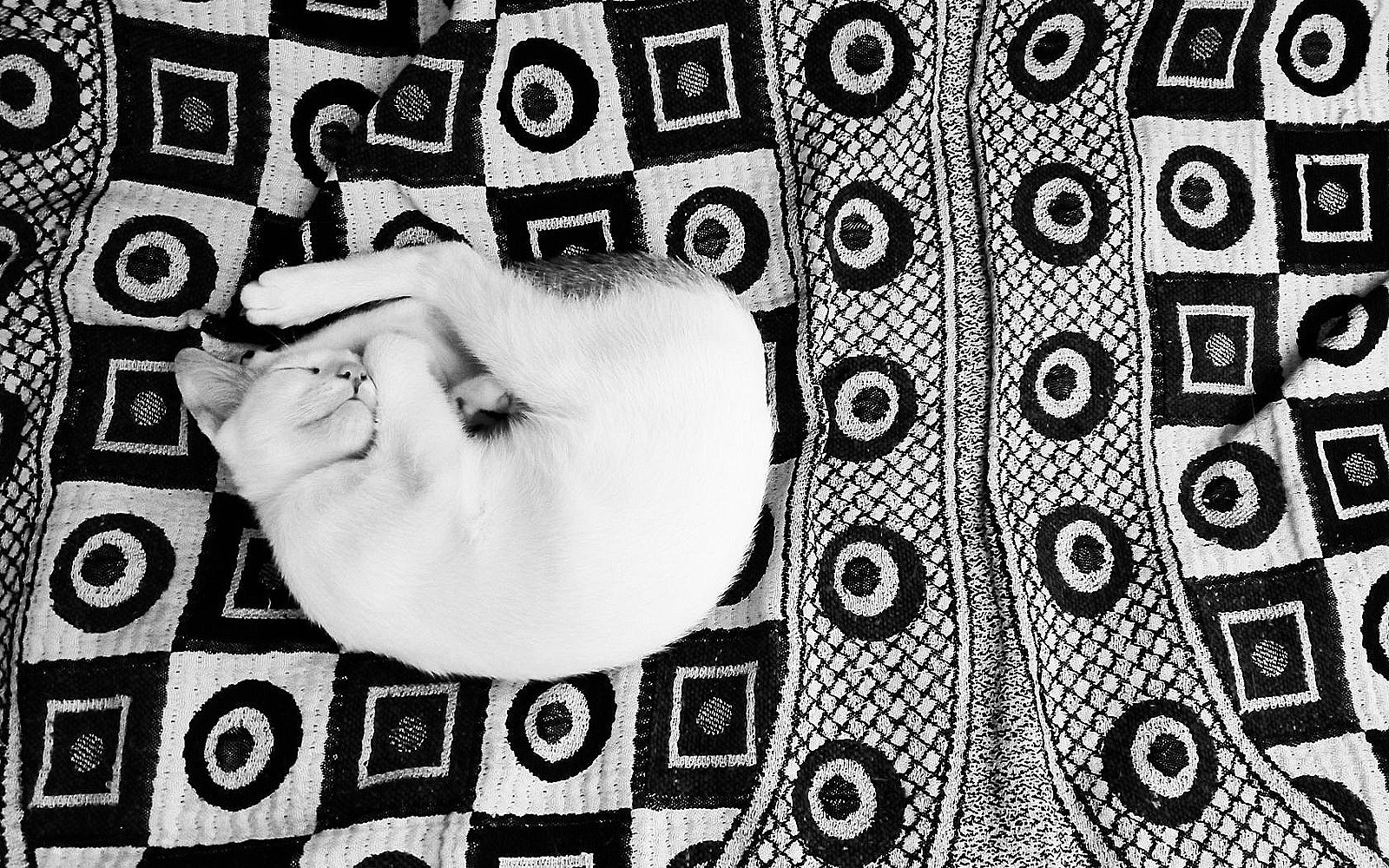 Gato acurrucado y dormido sobre una manta suave