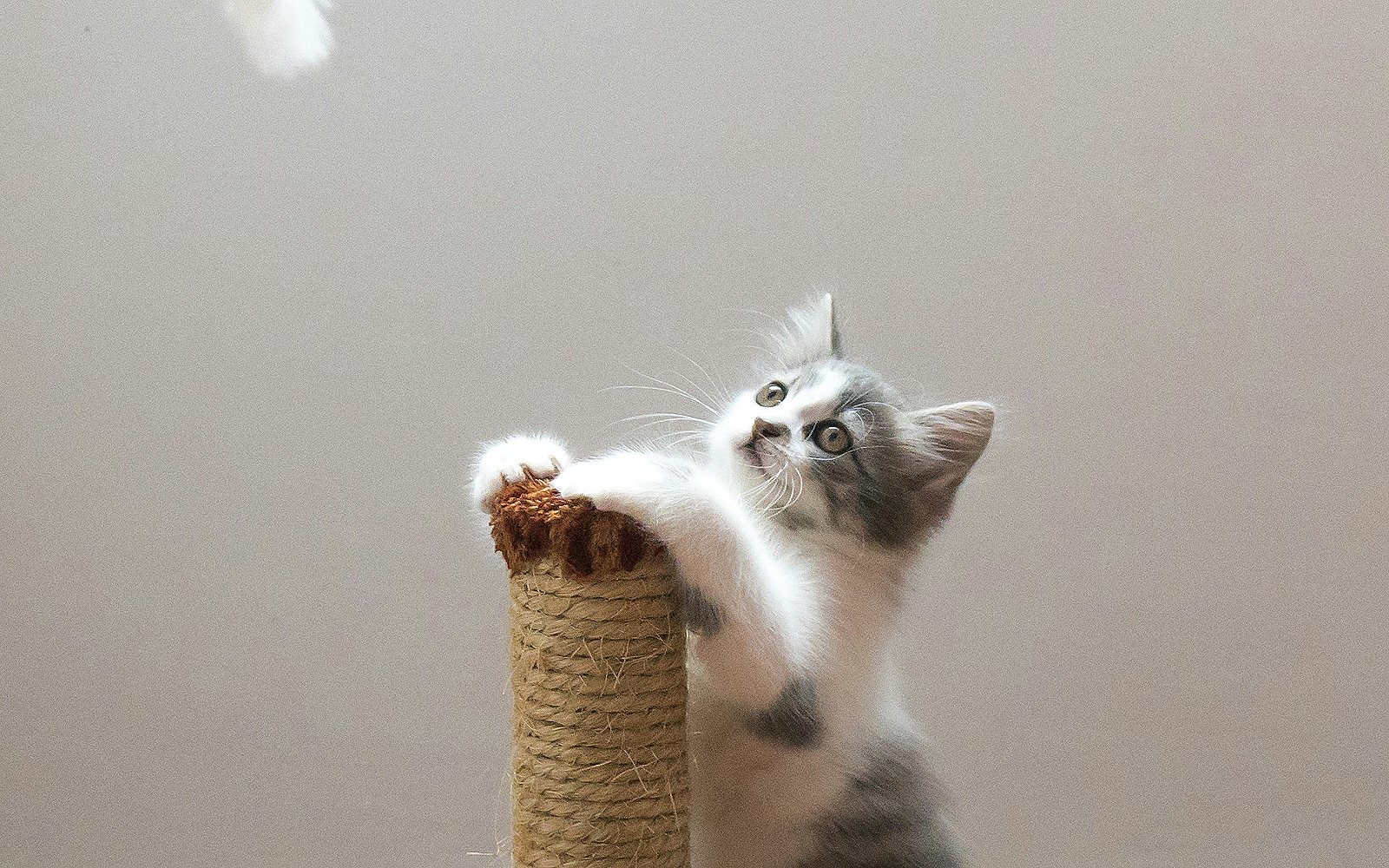 Por qué mi gato araña los muebles (y cómo evitarlo)