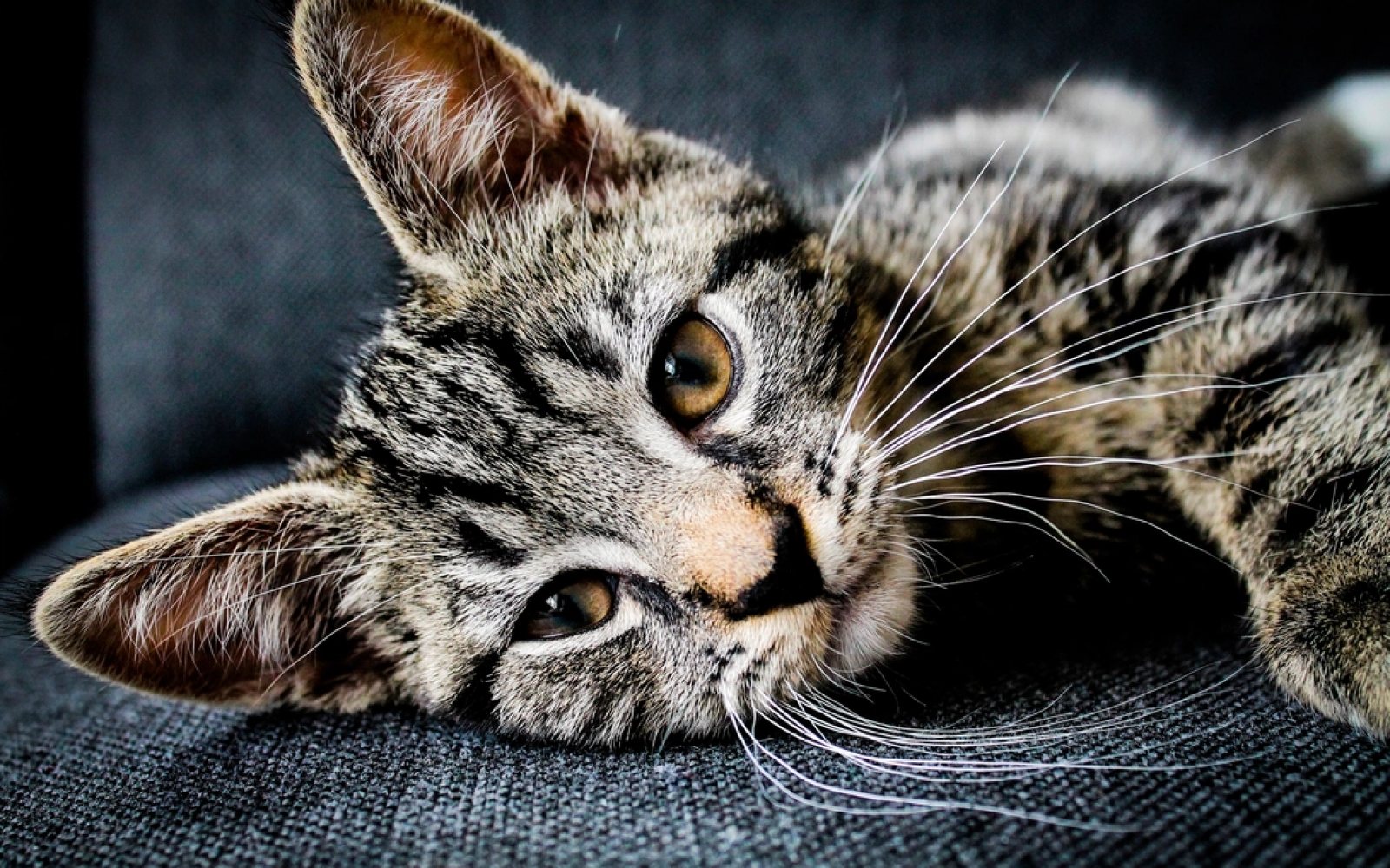 Gato atigrado tumbado en el sofá