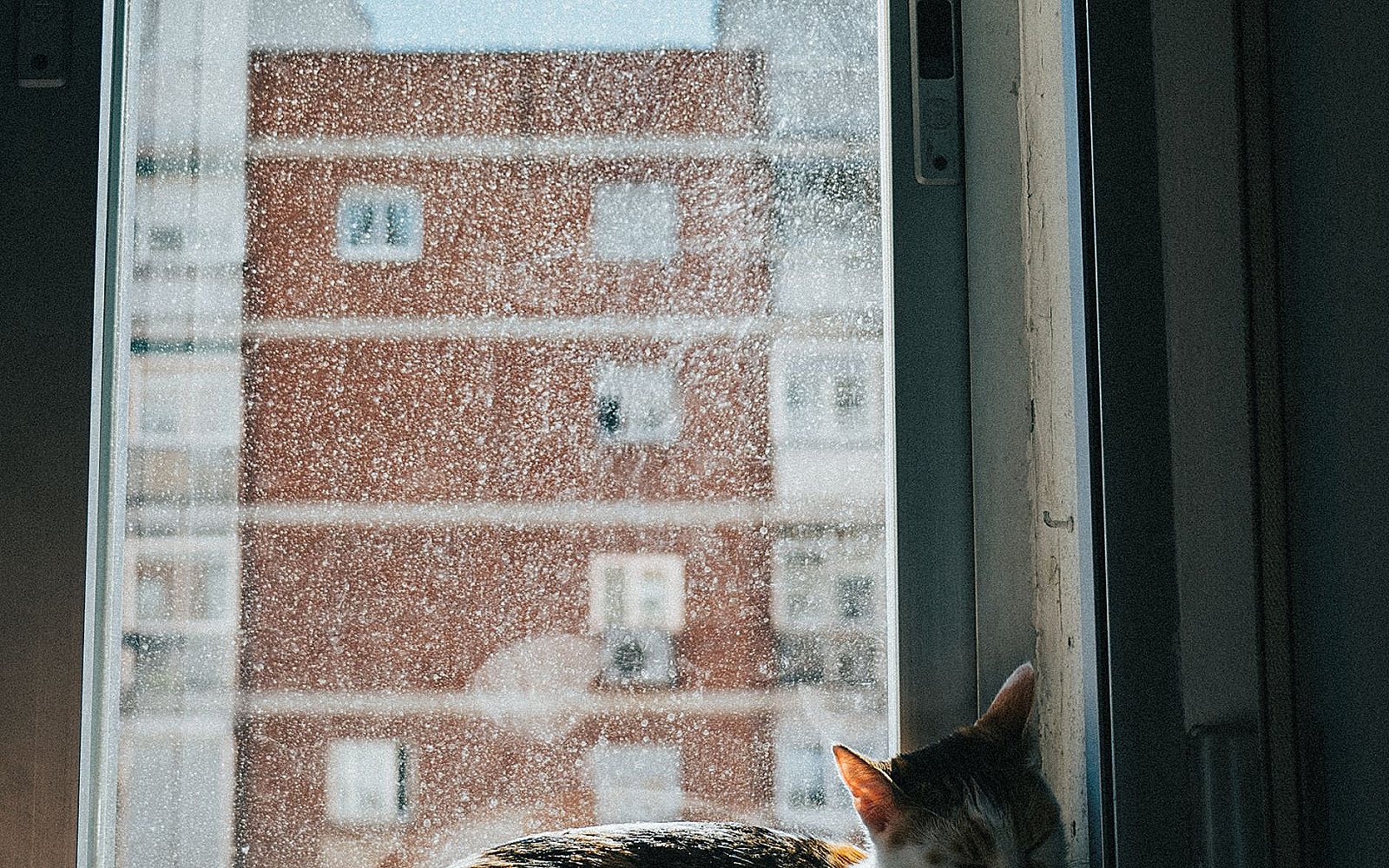 Gato atigrado tumbado en la ventana