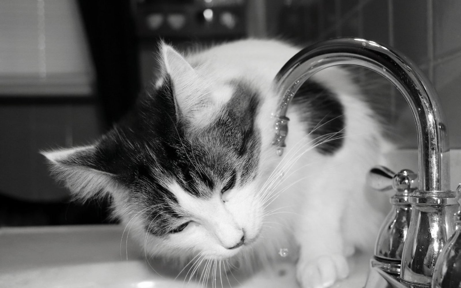 Tu gato bebe poco: cómo mejorar su hidratación