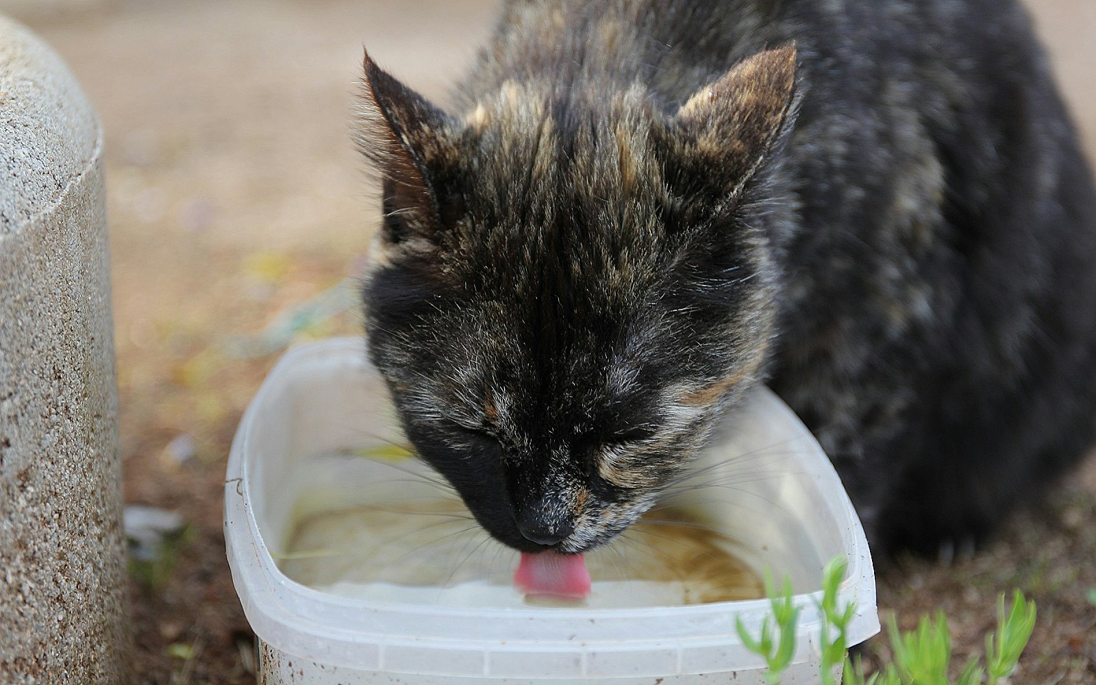 Gato bebiendo agua de un recipiente en el suelo