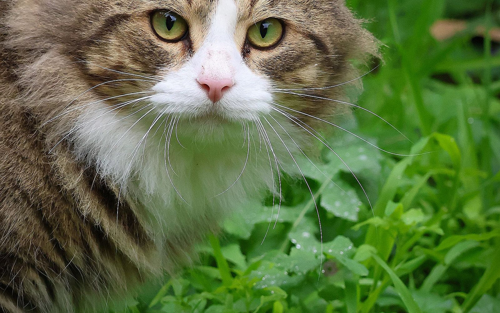 Gato agazapado y atento en el jardín
