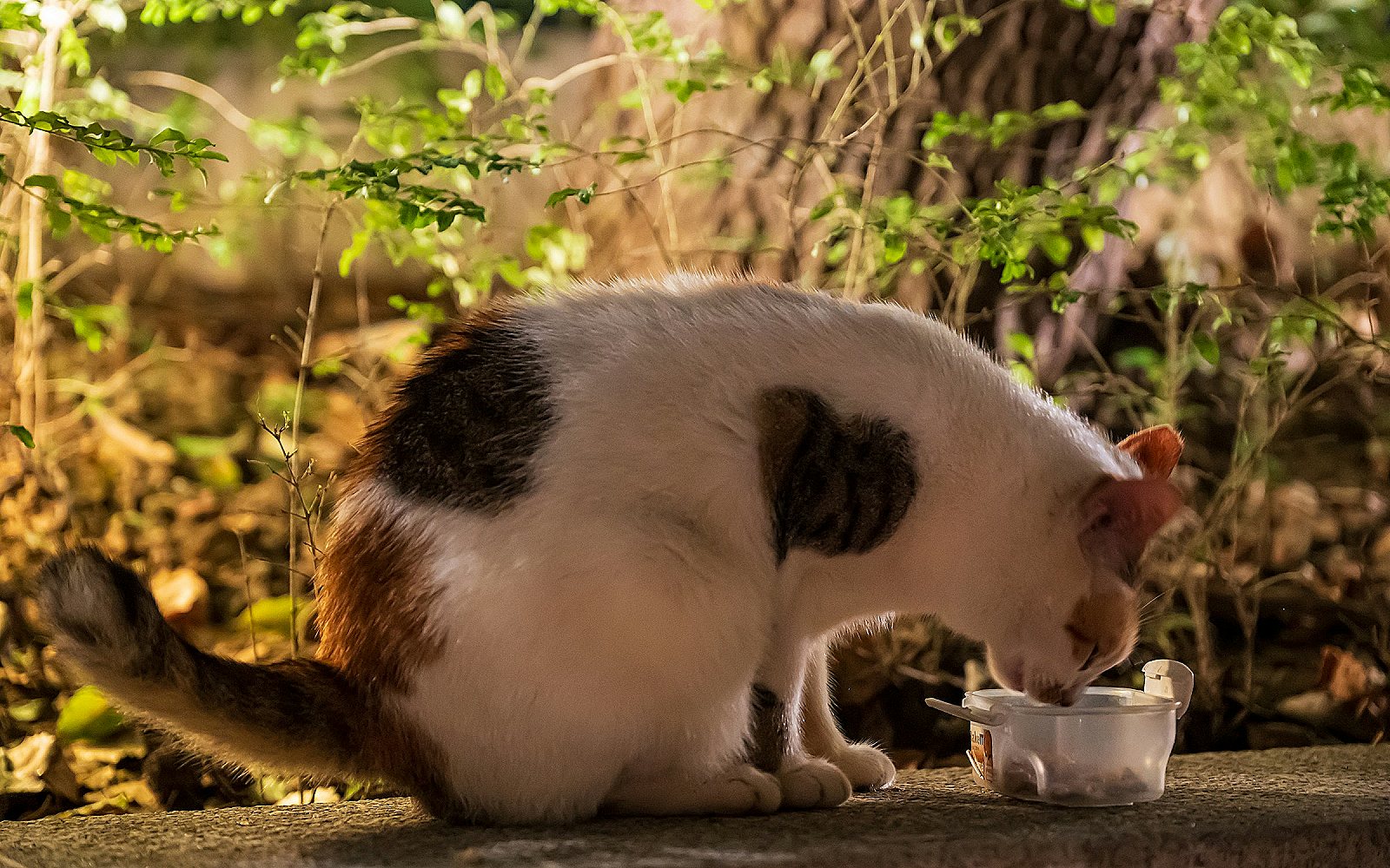 Qué come un gato: alimentación correcta en cada etapa