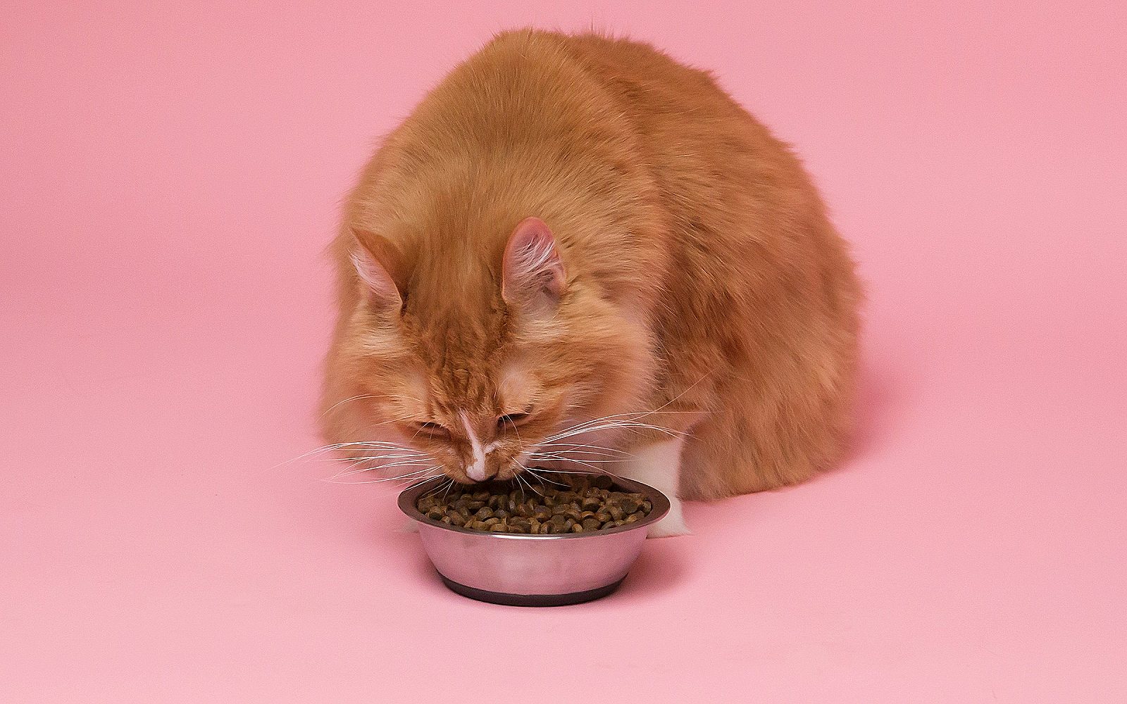 Gato atigrado comiendo de un cuenco en el suelo