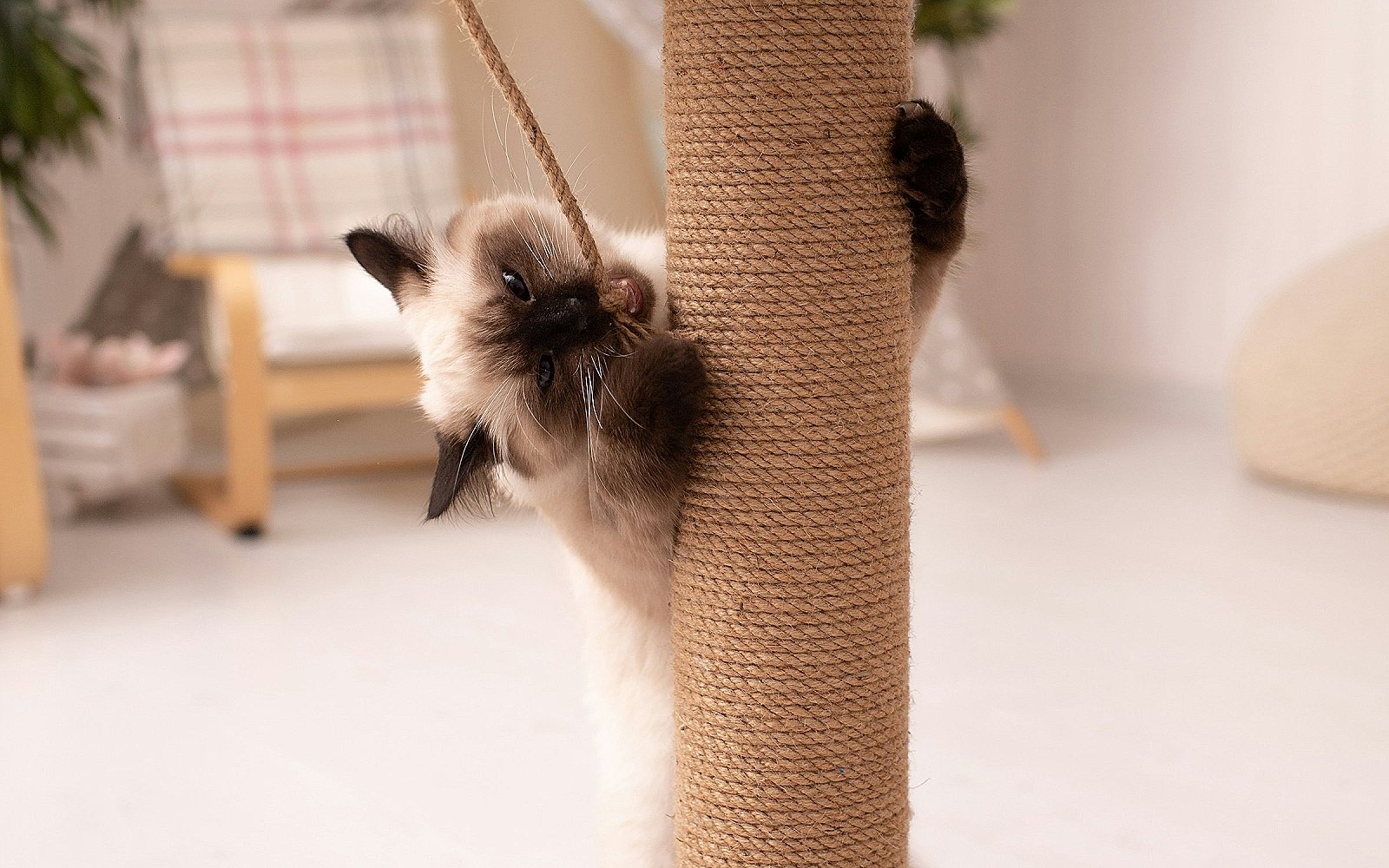 Gato jugando junto a un poste rascador de sisal en casa
