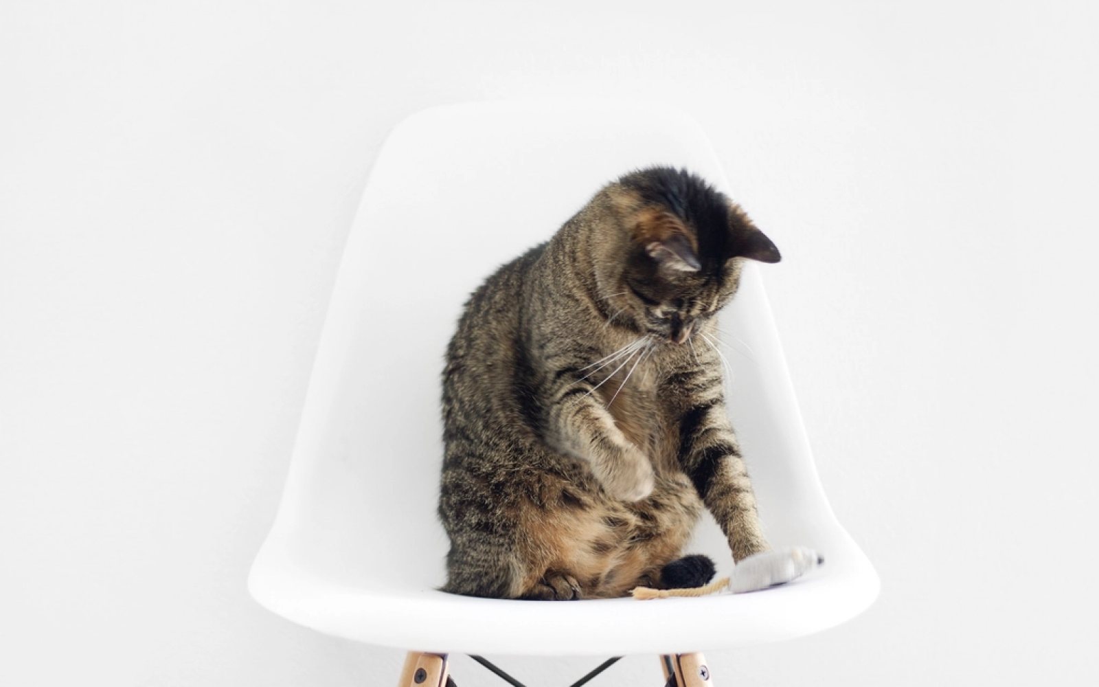 Aburrimiento felino: juego y enriquecimiento en casa
