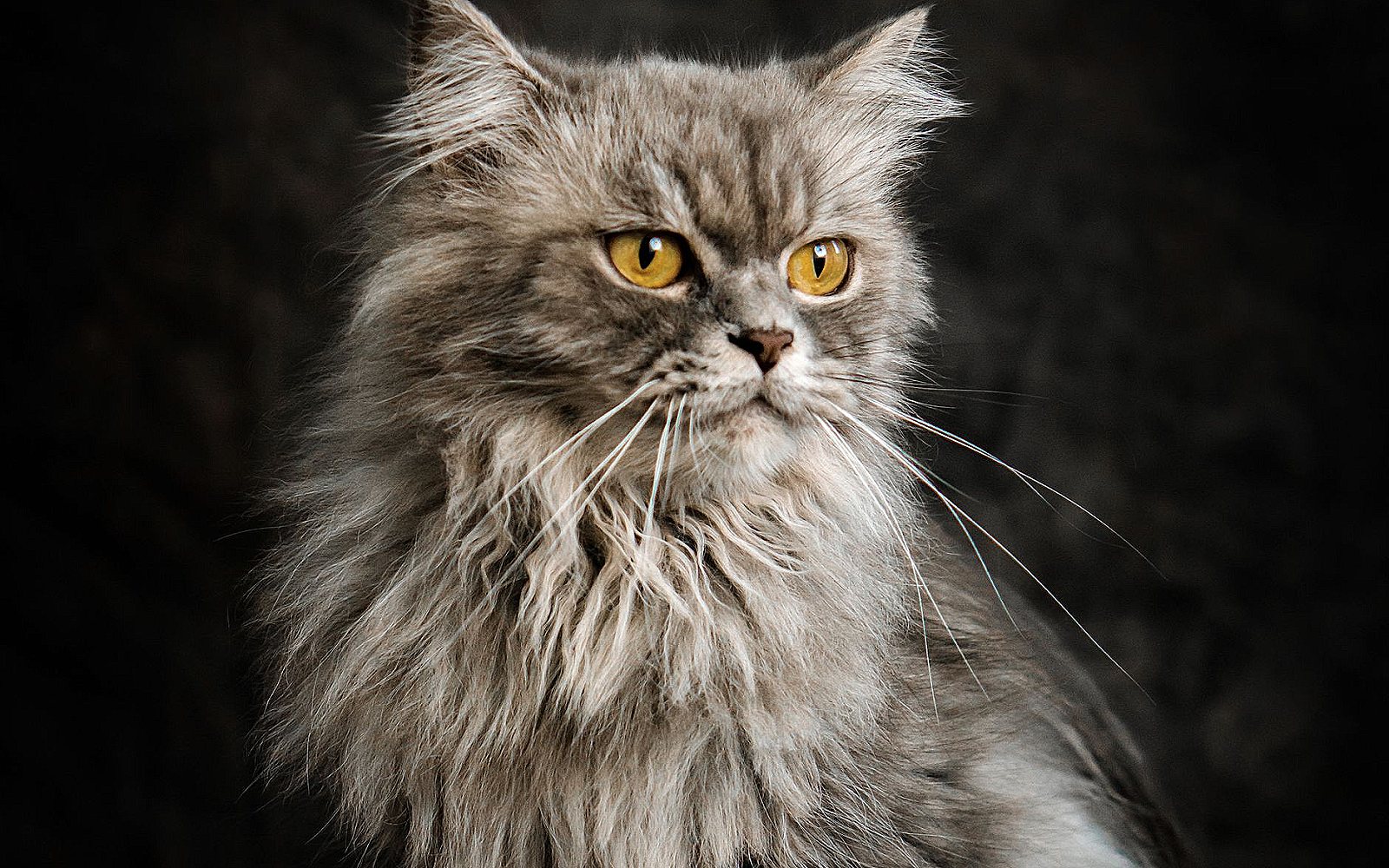 Primer plano de un gato persa gris de pelo largo