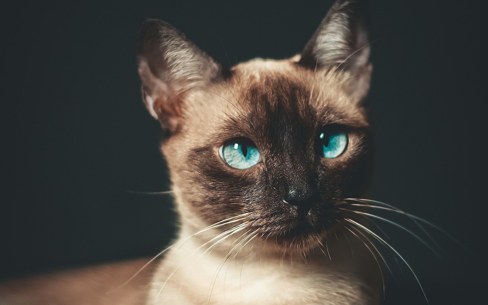 Retrato de un gato siamés con los ojos azules brillantes