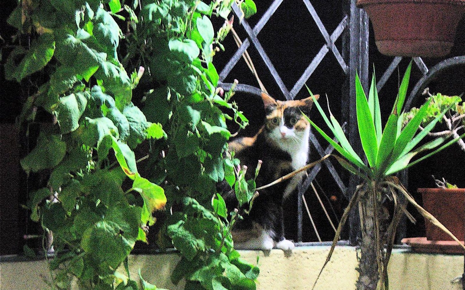 Cuánto viven las mascotas: tabla por especie
