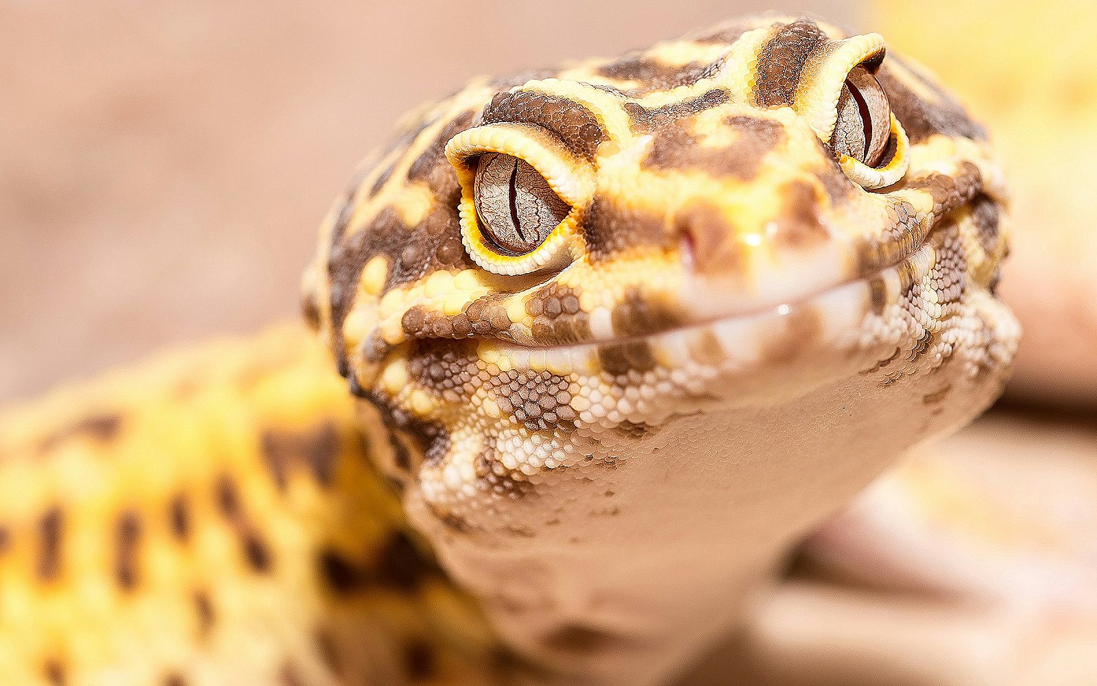 Gecko leopardo: terrario y cuidados básicos