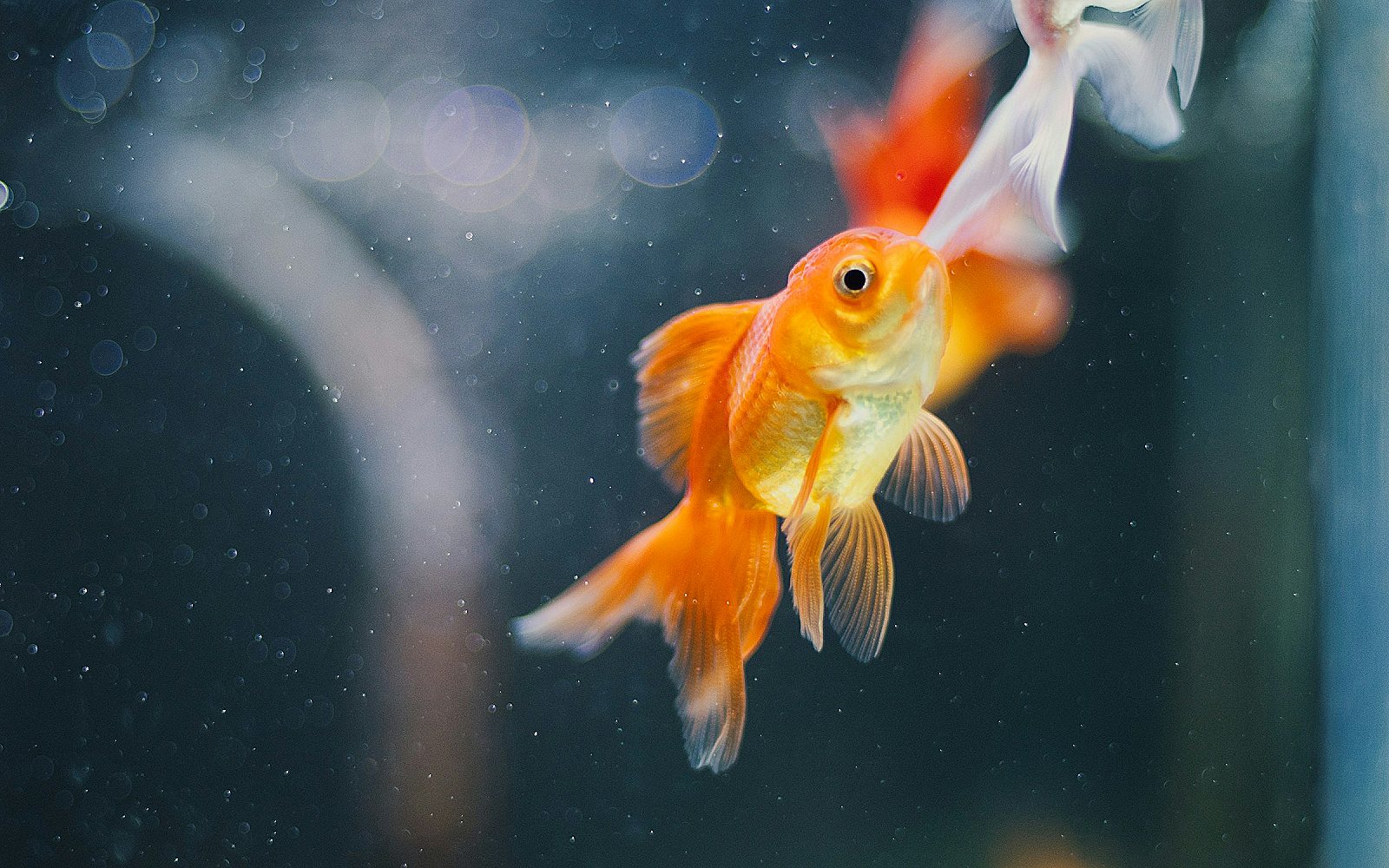 Pareja de peces de colores nadando uno junto al otro en la pecera