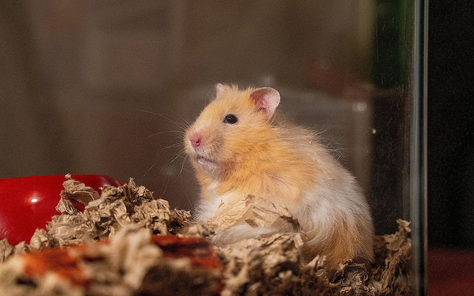 Hámster marrón y blanco comiendo sobre unas hojas secas