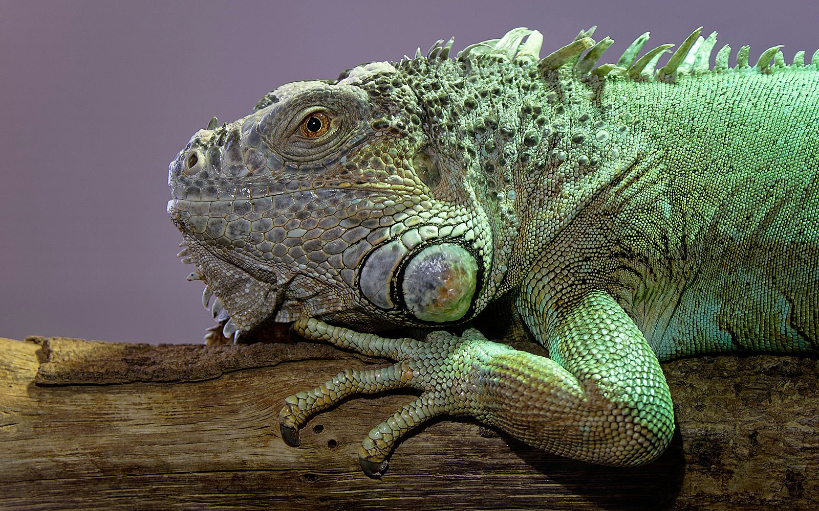 Iguana verde descansando sobre una rama