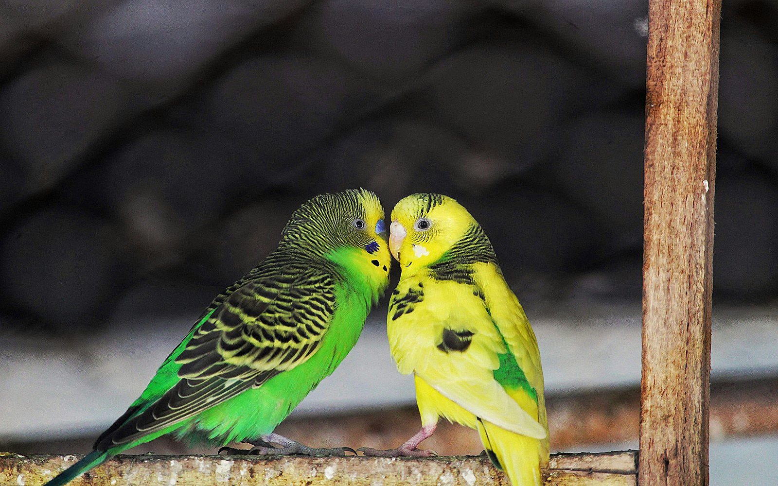 Jaula para aves: tamaño, ubicación y limpieza
