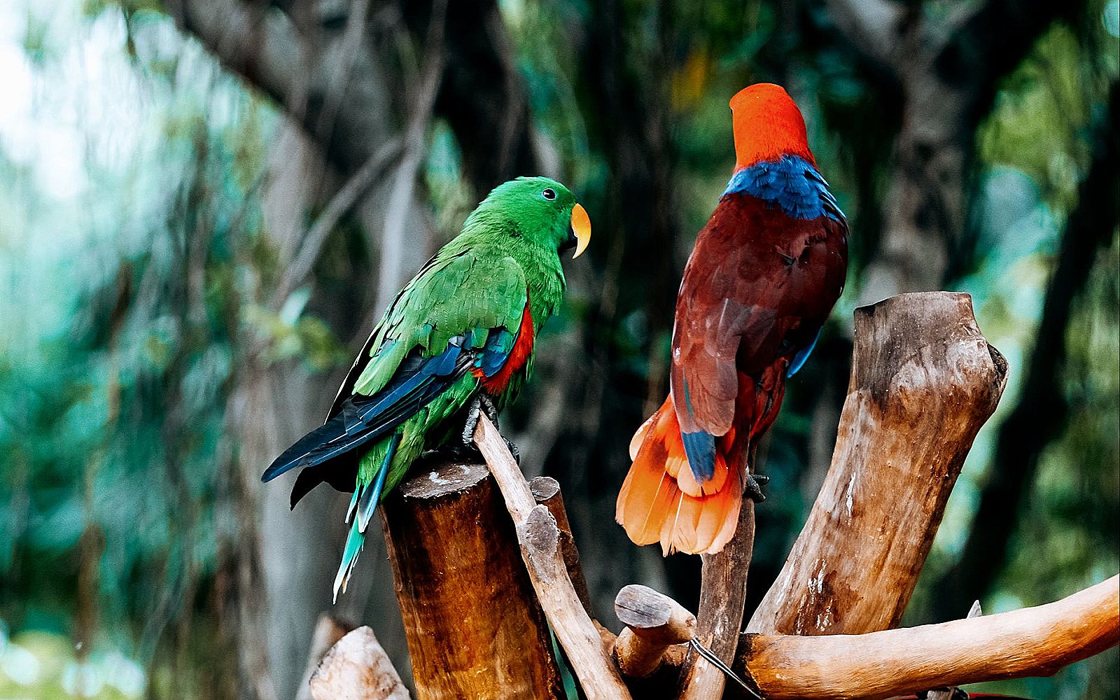 Varios loros de colores posados en una rama