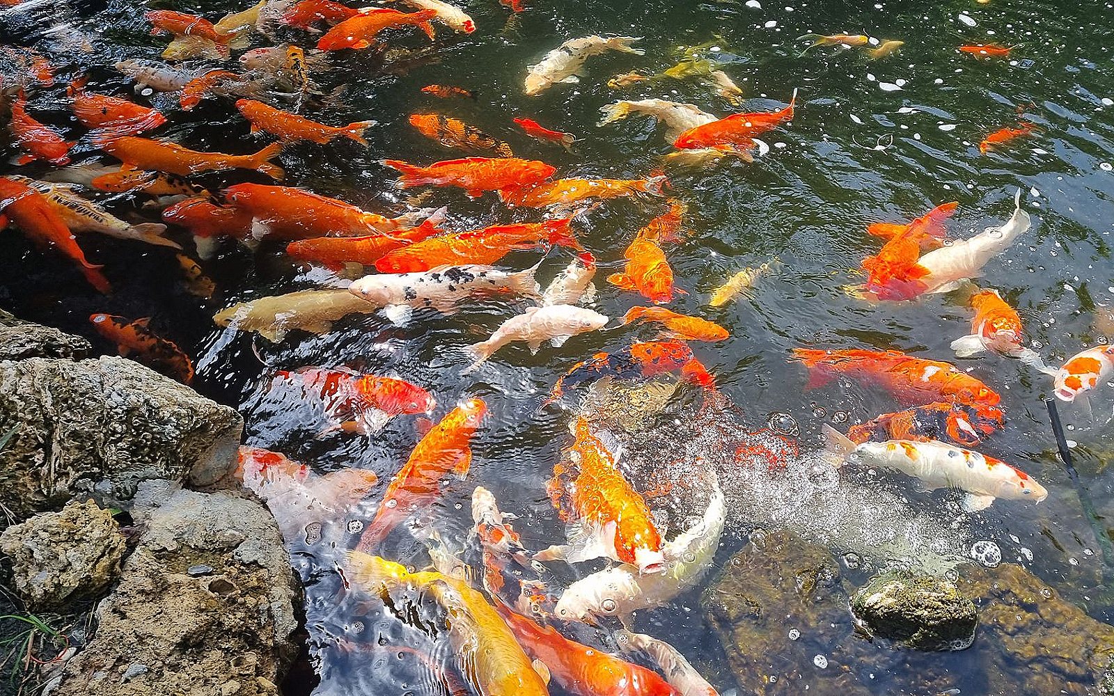 Peces koi: cómo montar un estanque de jardín