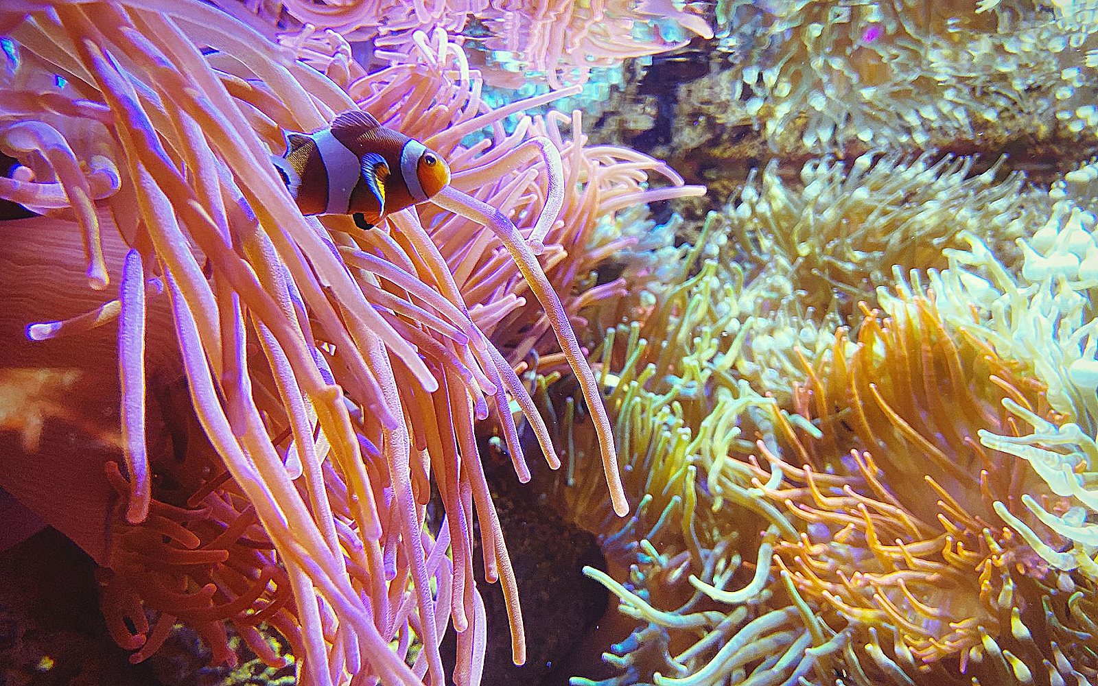 Peces payaso entre las anémonas del acuario