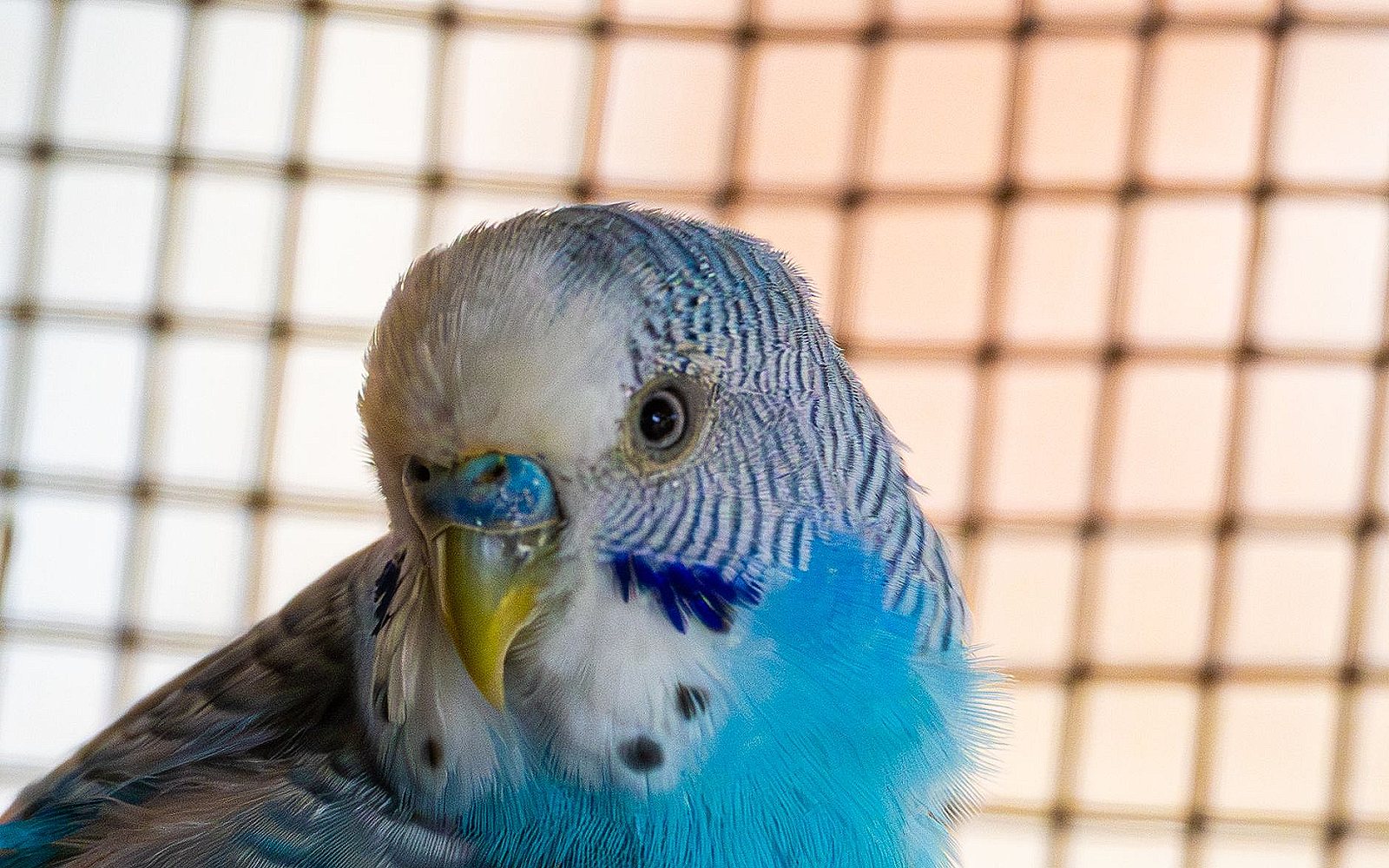 Periquito azul posado en una rama