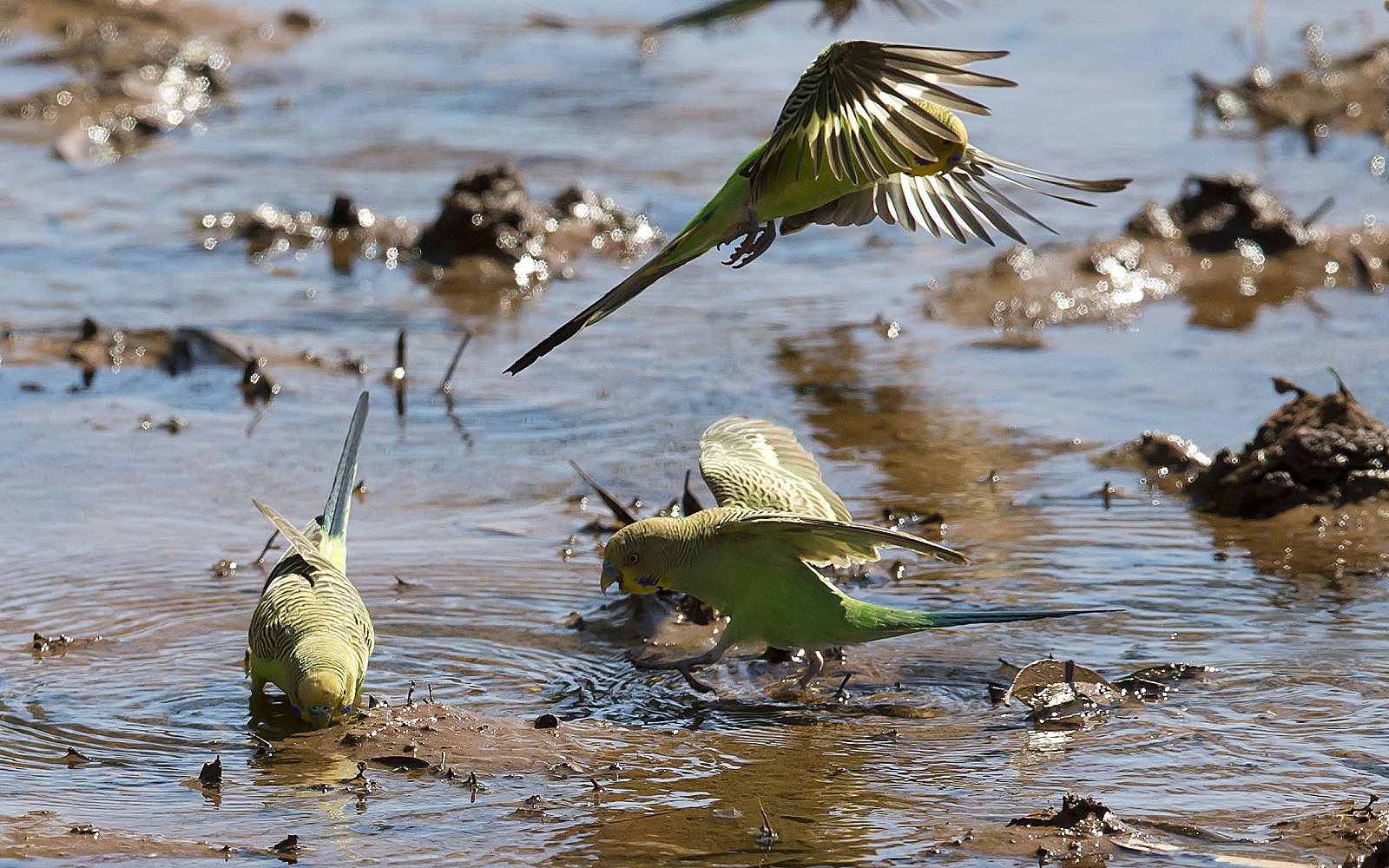 El baño y el agua de las aves de compañía