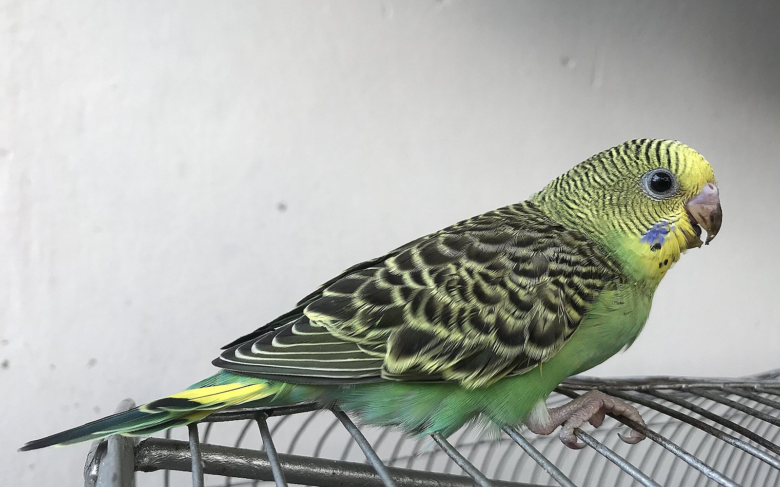 Periquito posado en su jaula