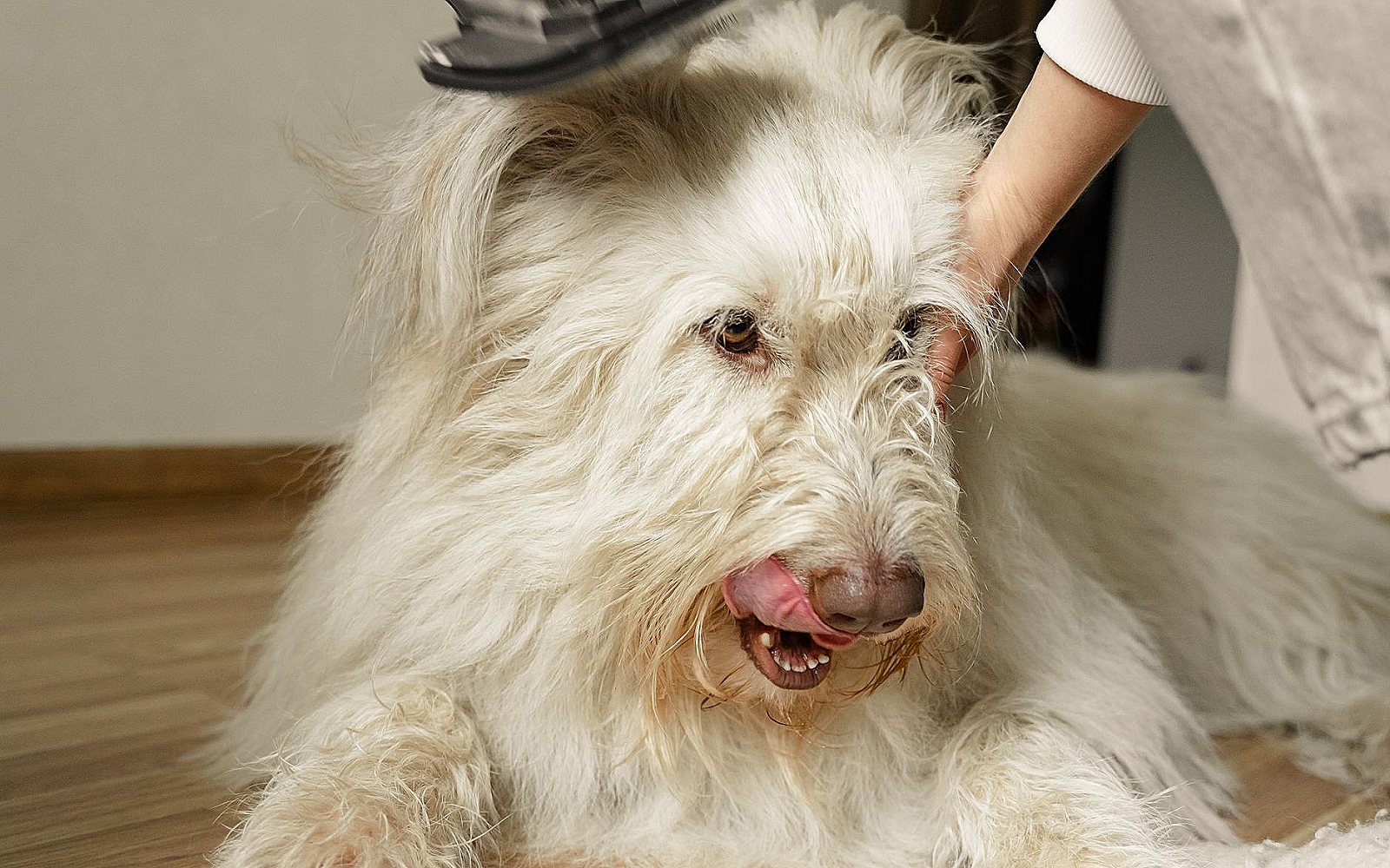 Perro blanco de pelo largo siendo cepillado con suavidad