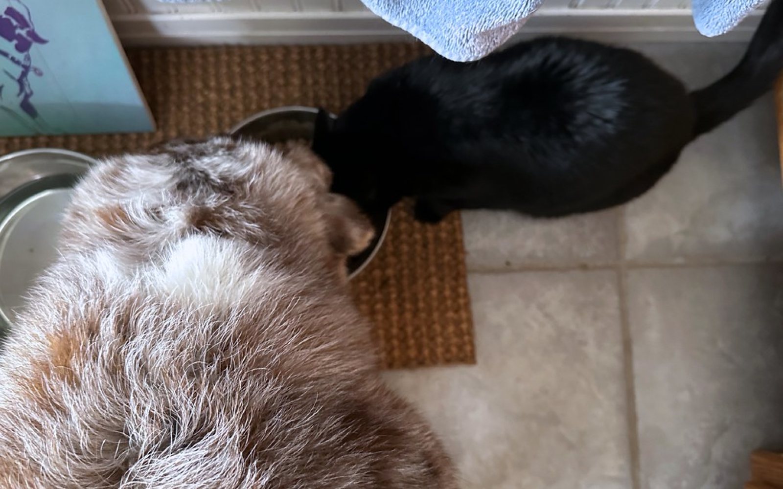 Cuánto pienso debe comer un perro al día