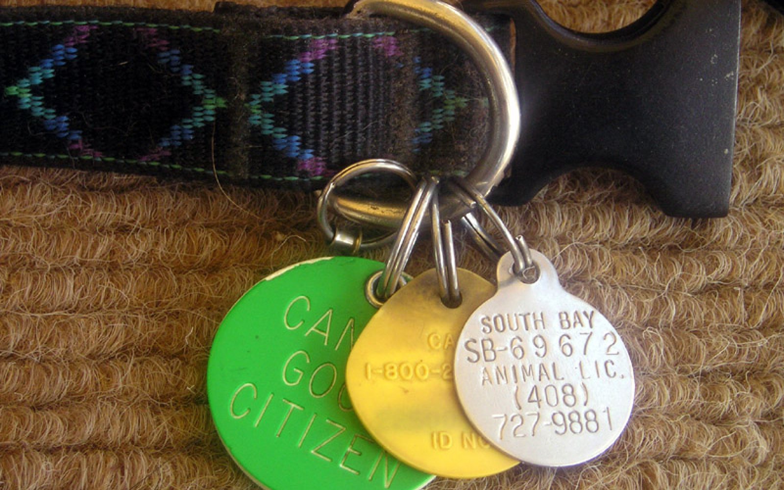 Perro con collar y chapa de identificación con su teléfono de contacto