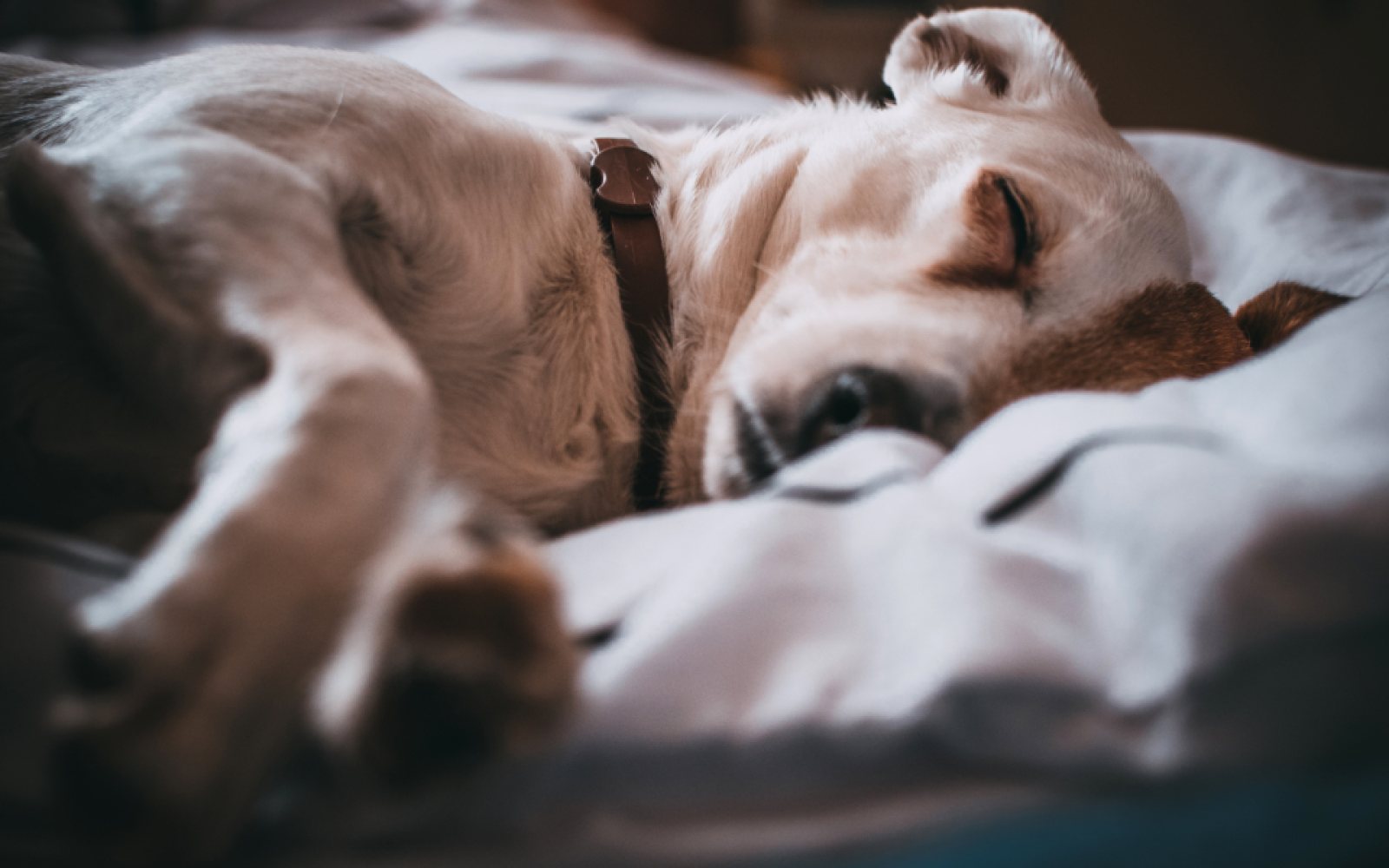 Cuánto duerme un perro y cómo mejorar su descanso