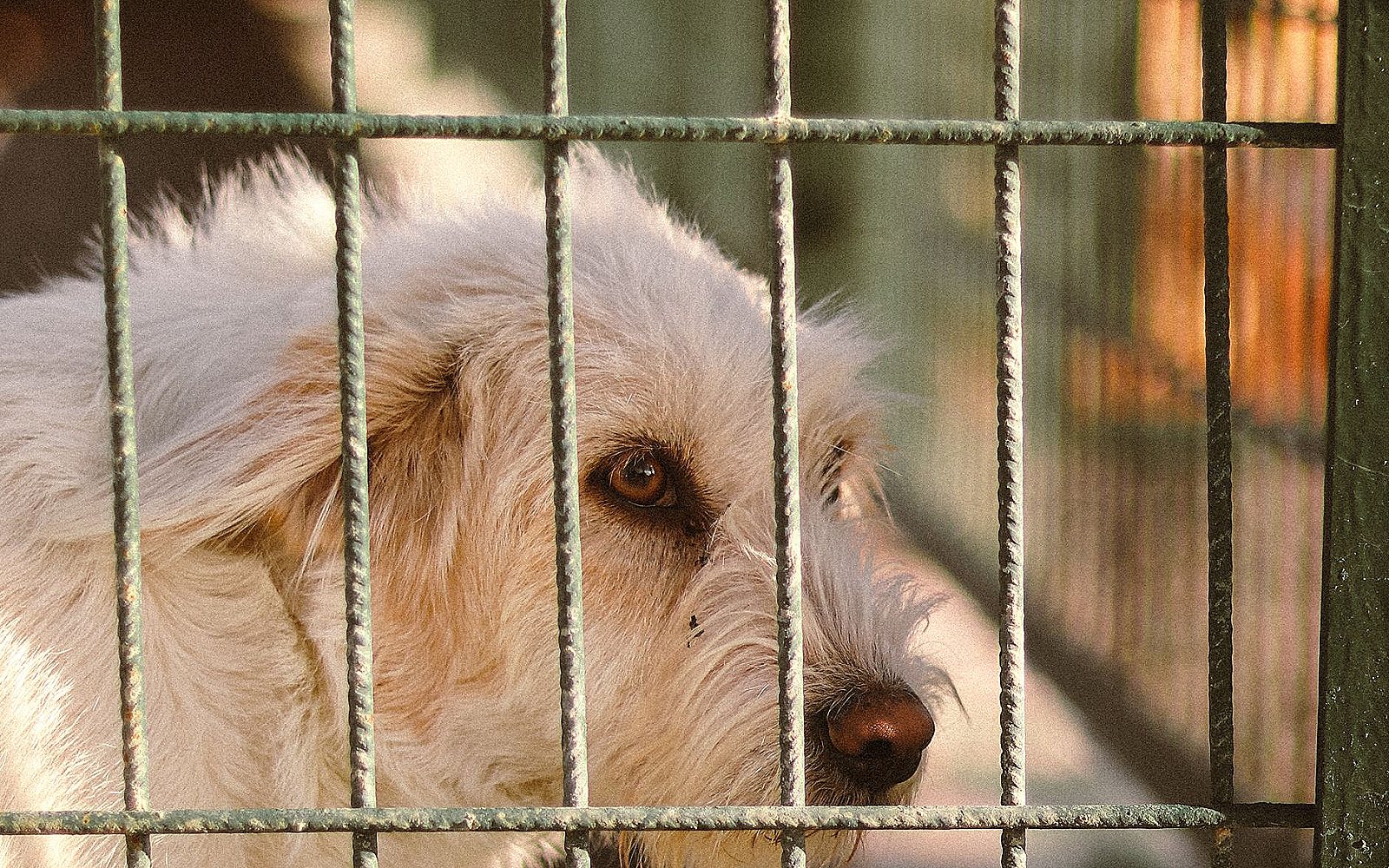 Perro mirando a través de la valla de un refugio de animales