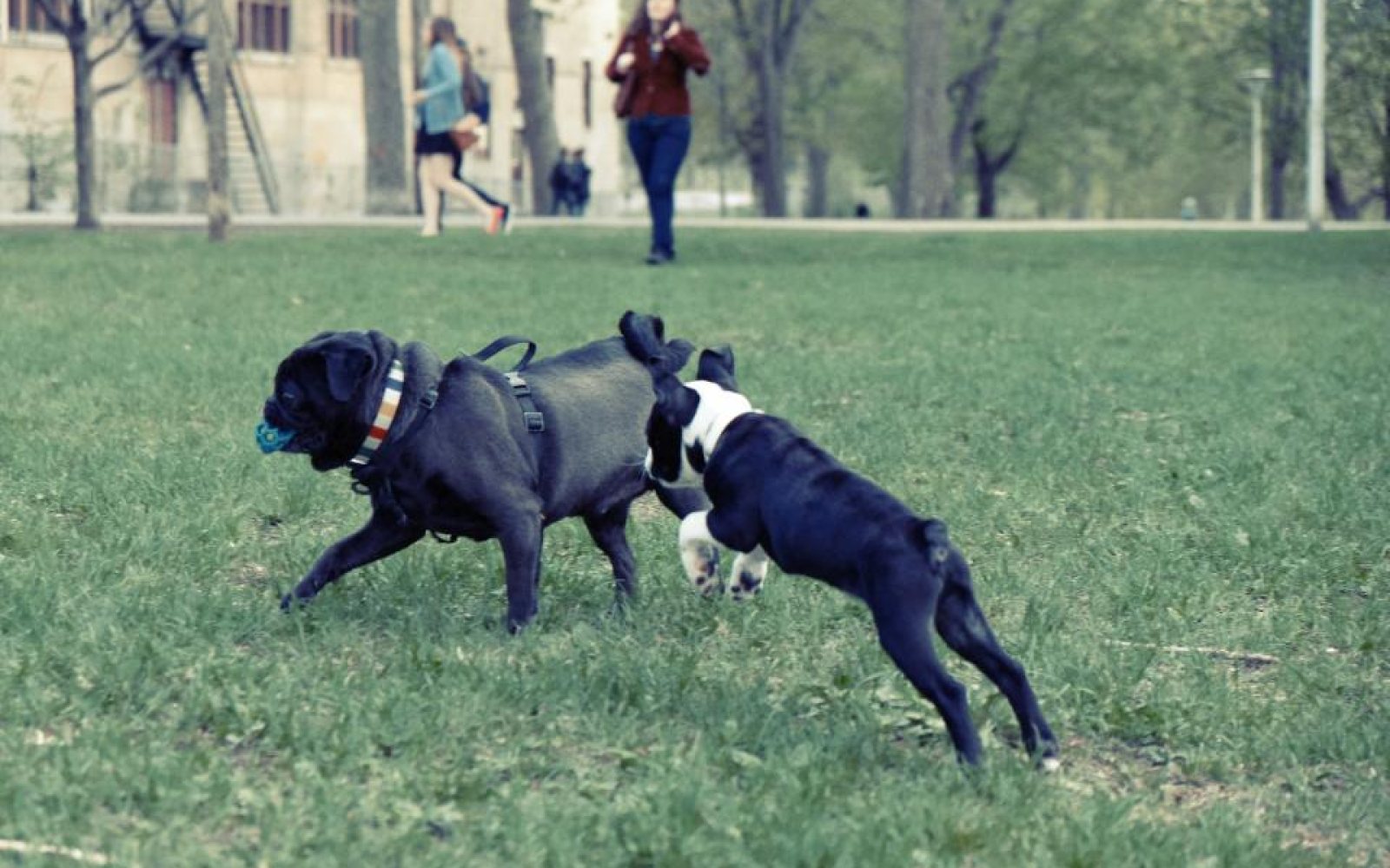 Cómo jugar con tu perro: juegos que educan y cansan