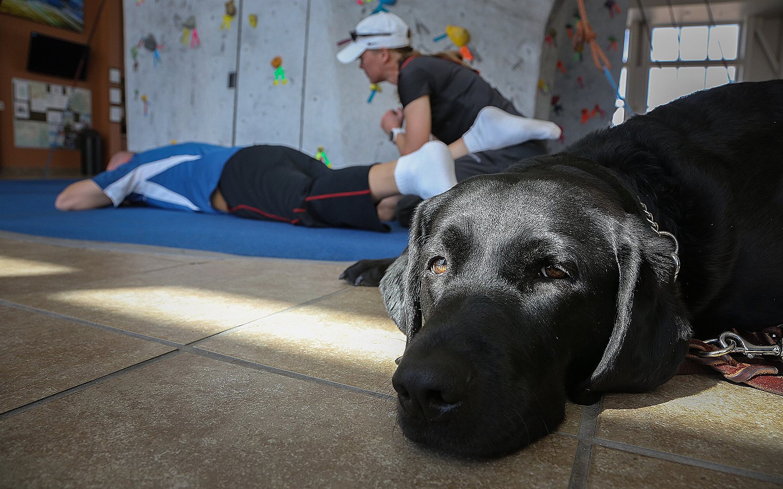 Adiestramiento básico de un perro: cinco órdenes paso a paso