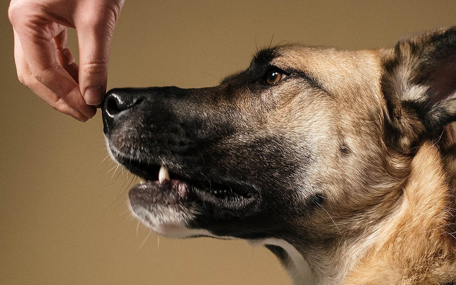 Perro pastor siguiendo con el hocico la mano de su dueña, que le ofrece un premio