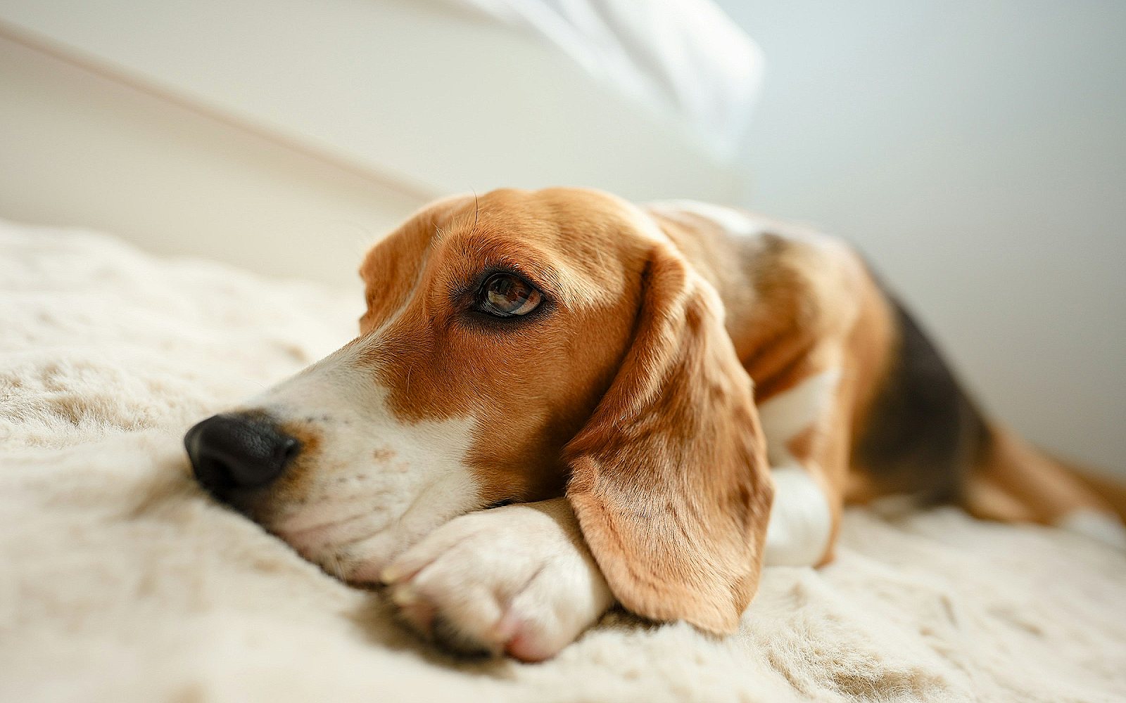 Perro tumbado y decaído en su cama, con aspecto de no sentirse bien