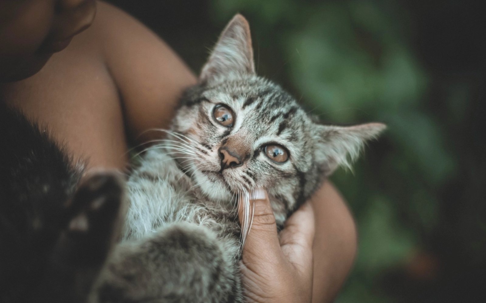 Persona acariciando a su gato en casa