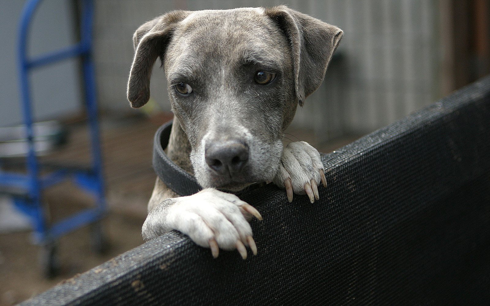 Adoptar un perro: qué revisar antes de decidir